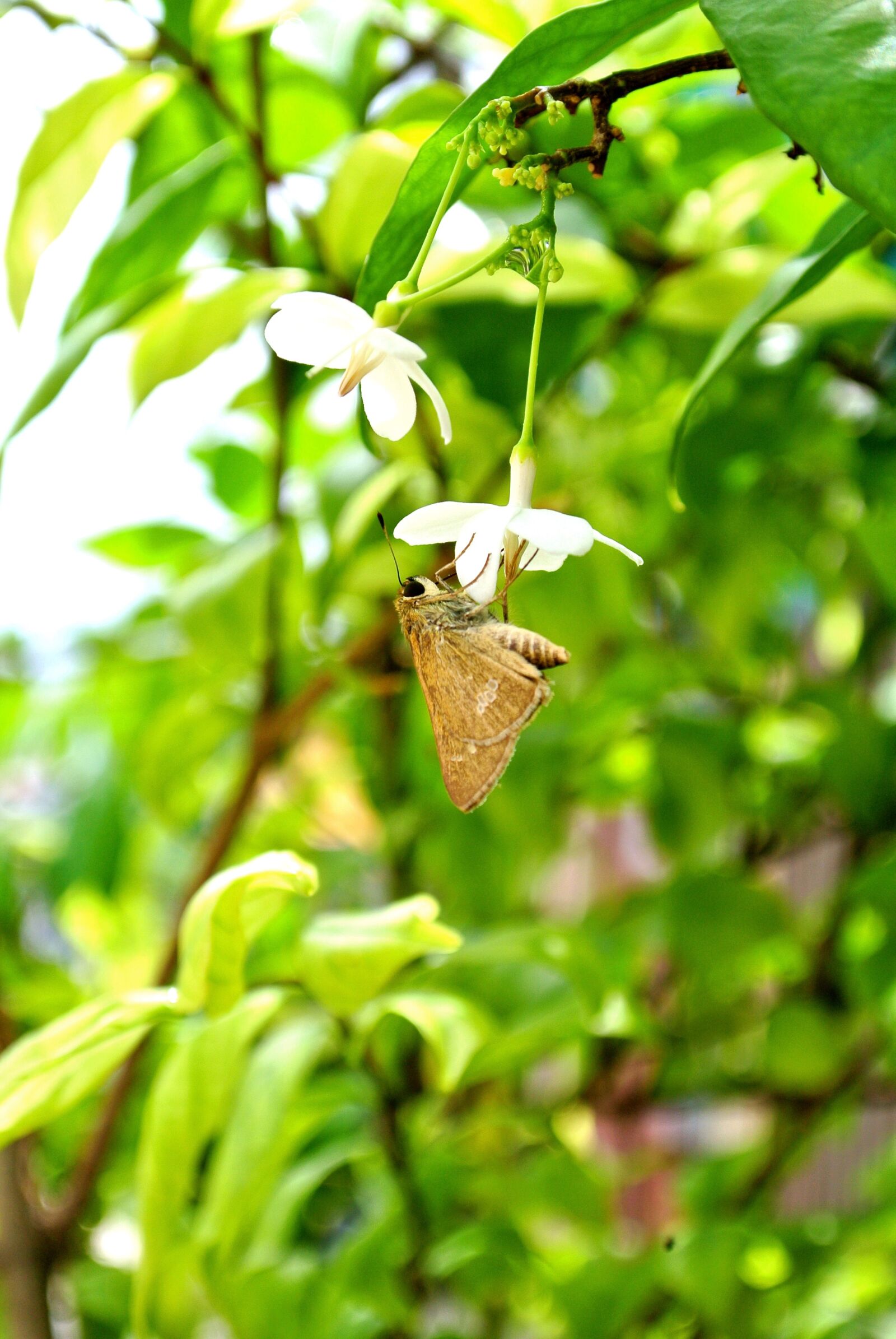 Nikon 1 J1 sample photo. Natural photography