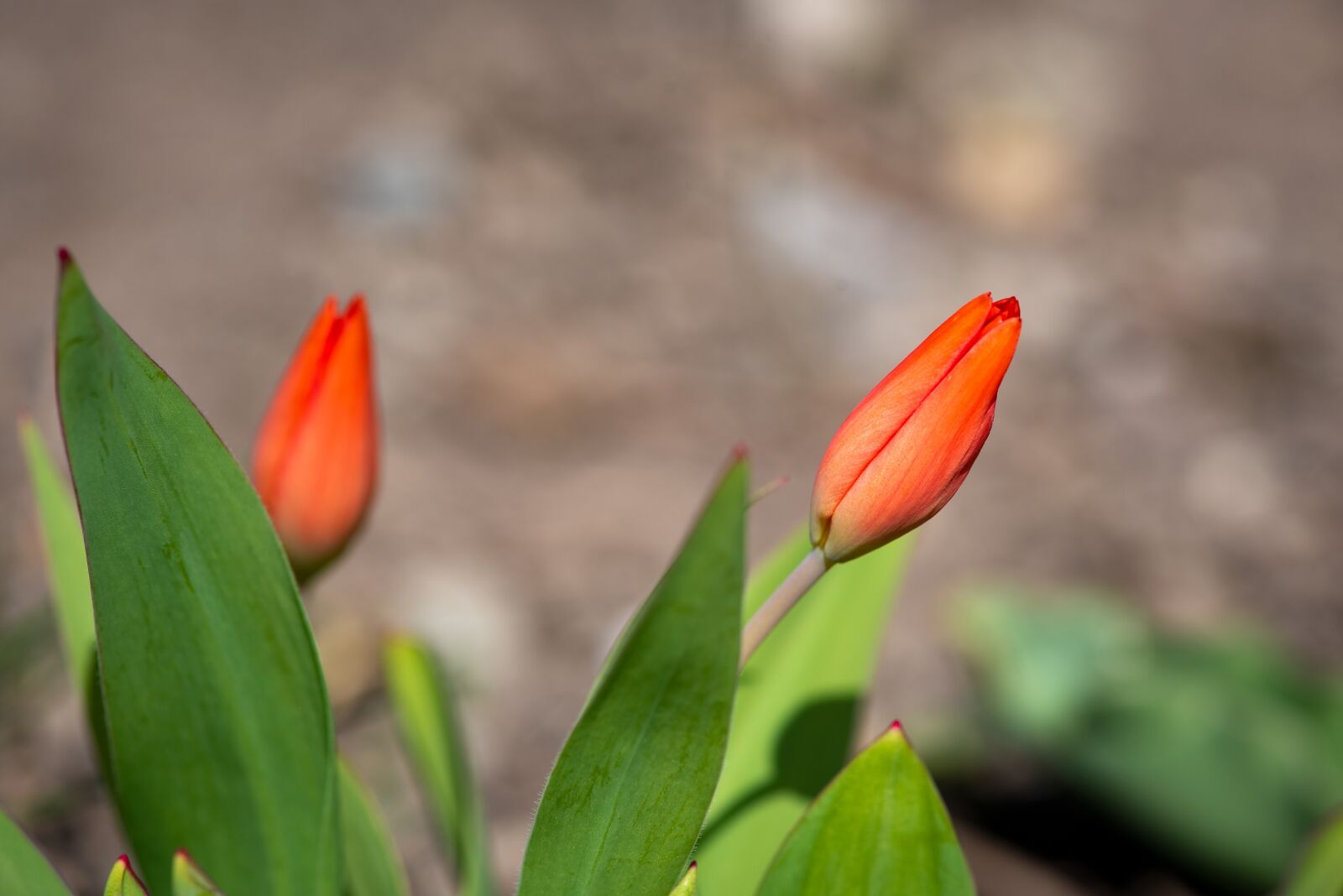 Nikon D750 sample photo. Tulips, red, garden photography