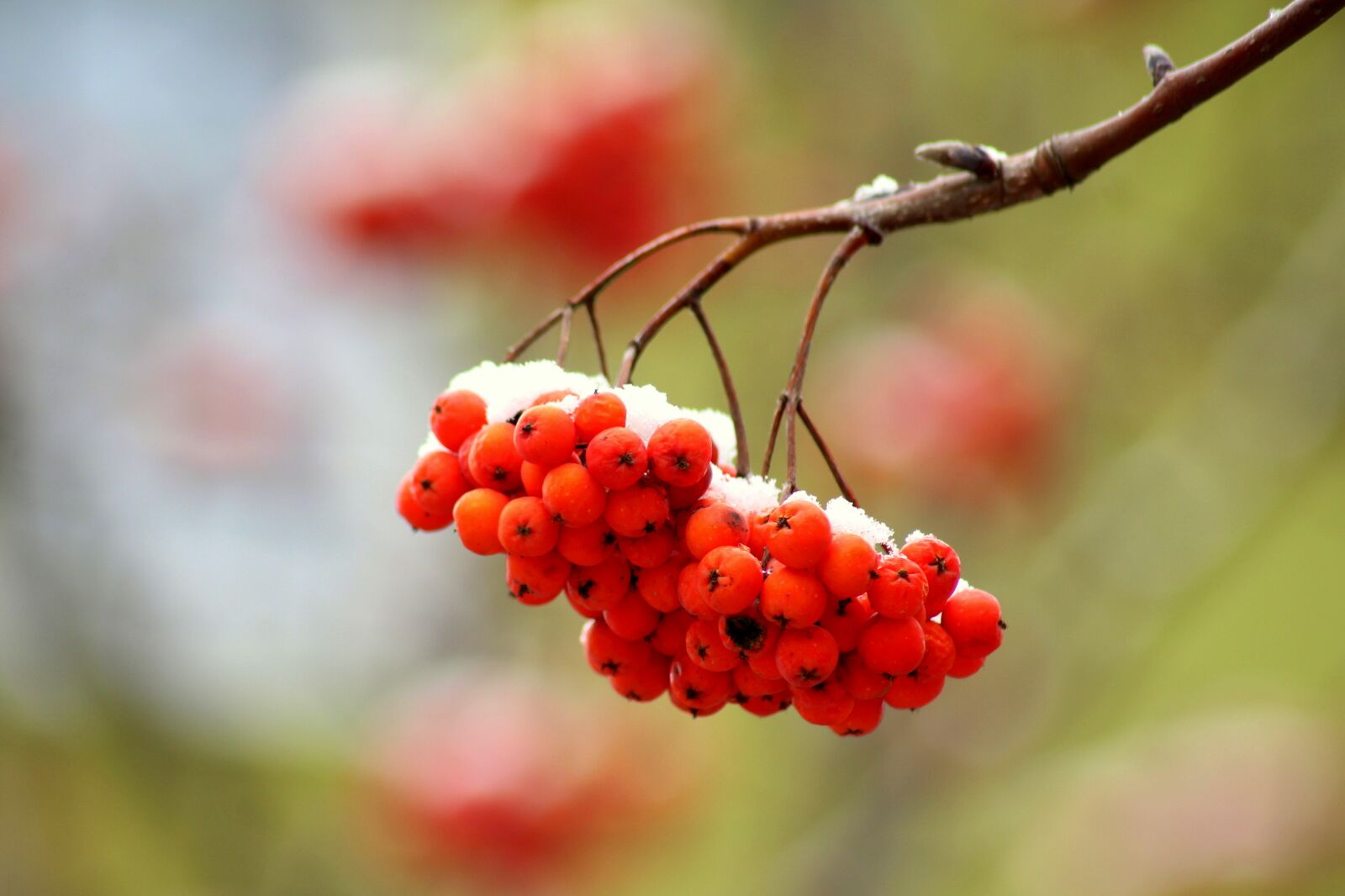 Canon EOS 1200D (EOS Rebel T5 / EOS Kiss X70 / EOS Hi) sample photo. Rowan, branch, tree photography