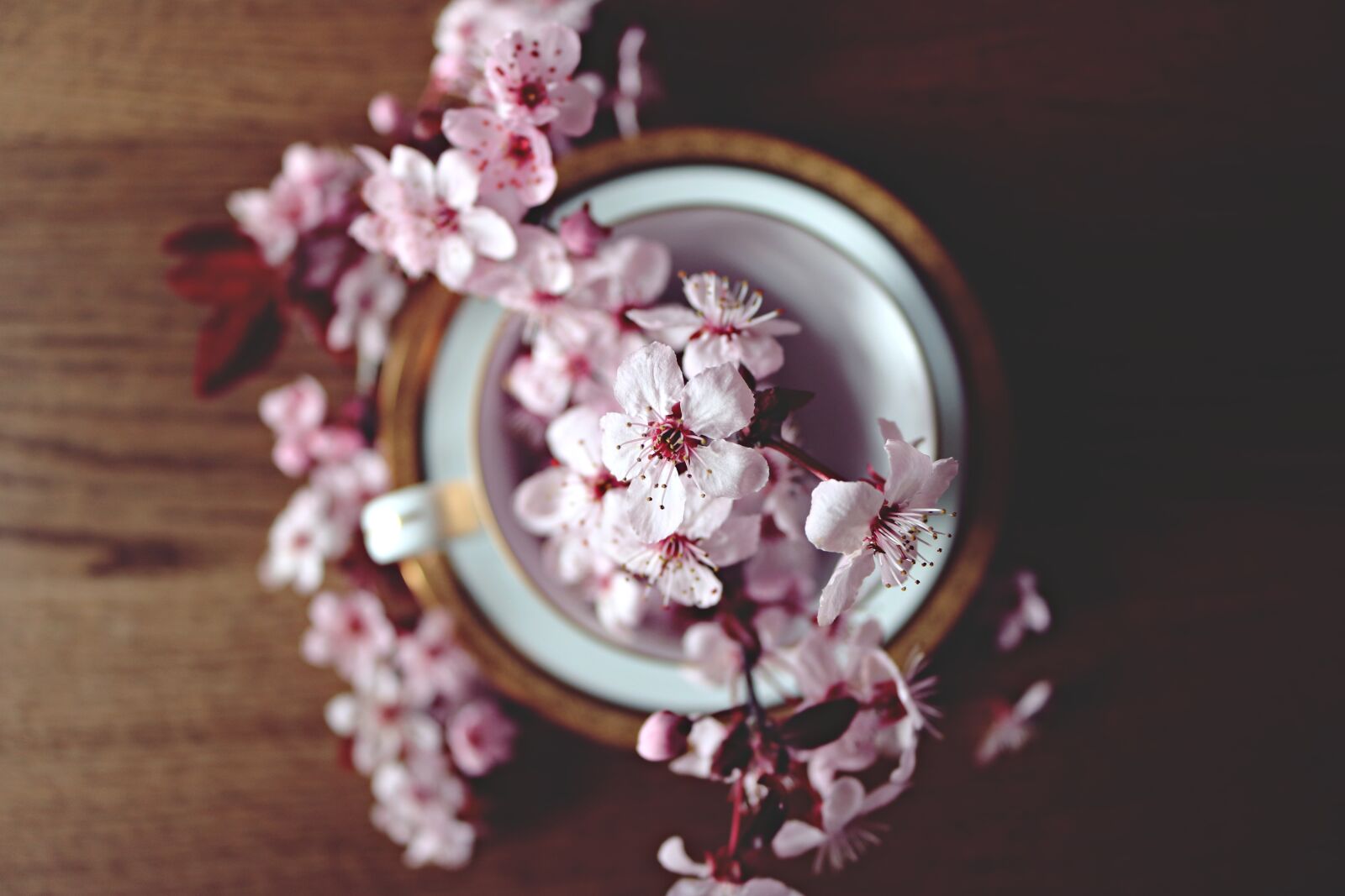 Canon EOS 750D (EOS Rebel T6i / EOS Kiss X8i) sample photo. Spring, cherry, bloom photography