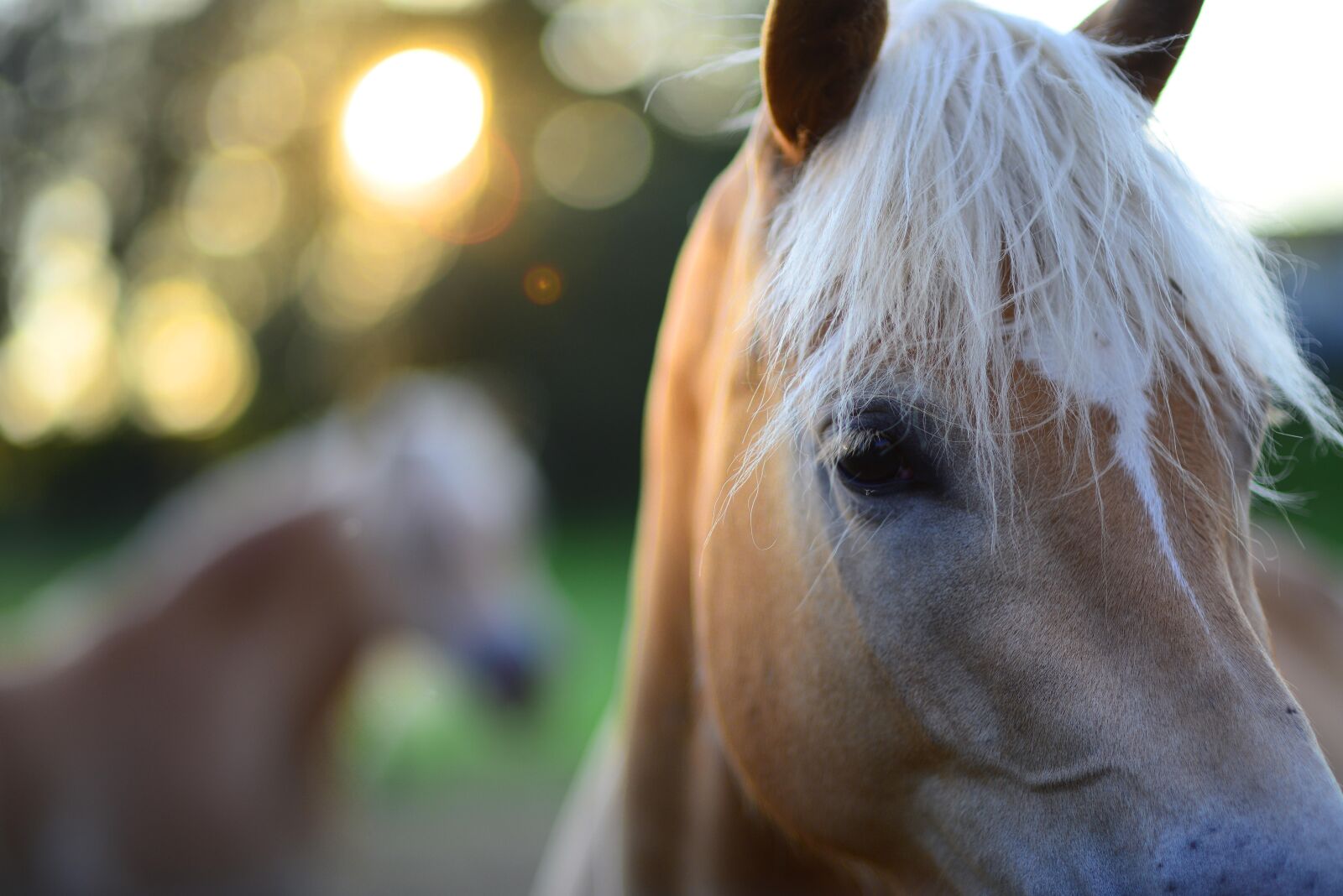 Nikon D800E sample photo. Haflinger, horses, pferde photography