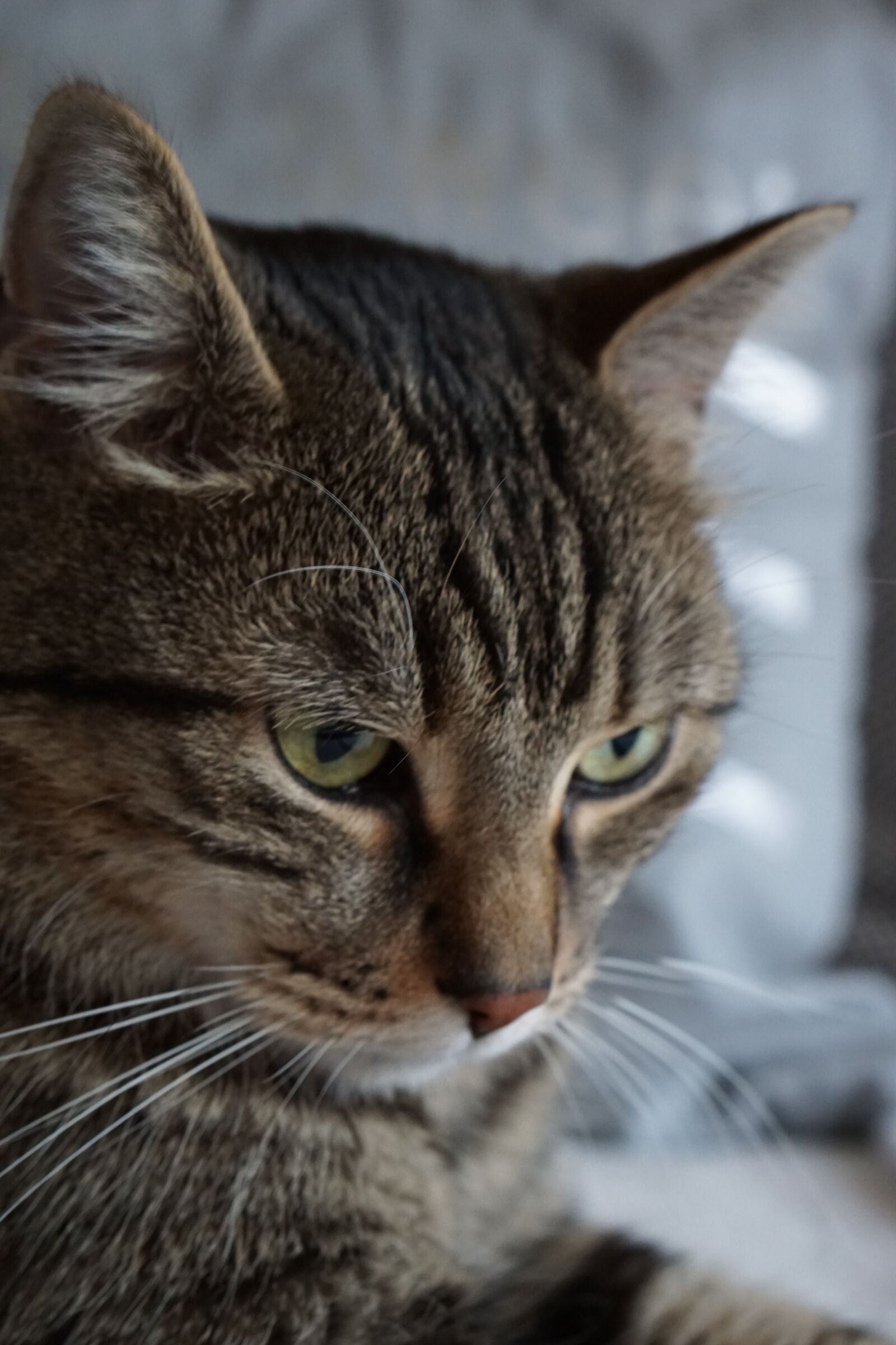 Sony a5100 + E 50mm F1.8 OSS sample photo. Cat, kitten, animal photography