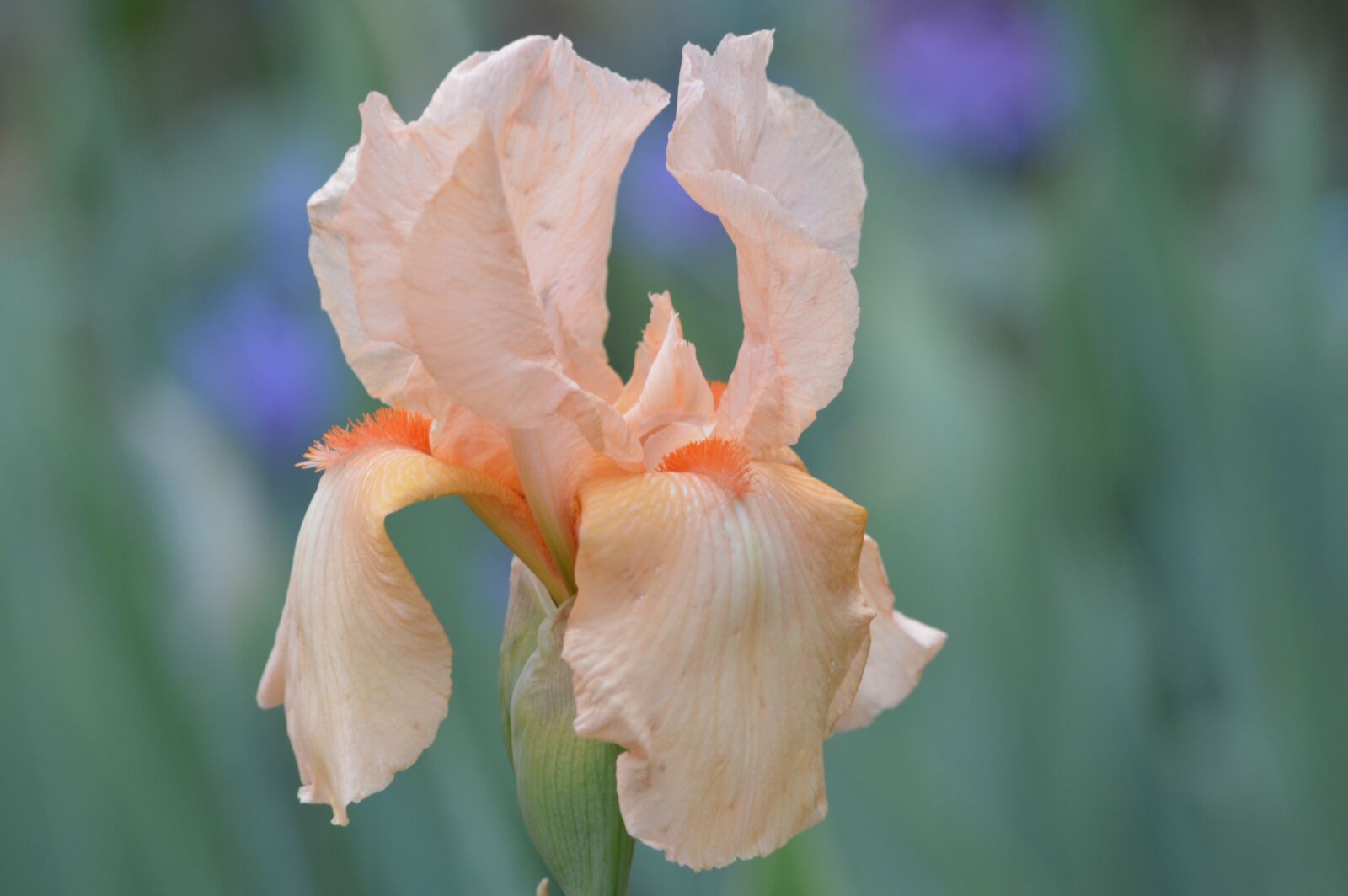 Nikon D3200 sample photo. Flower, iris, spring photography