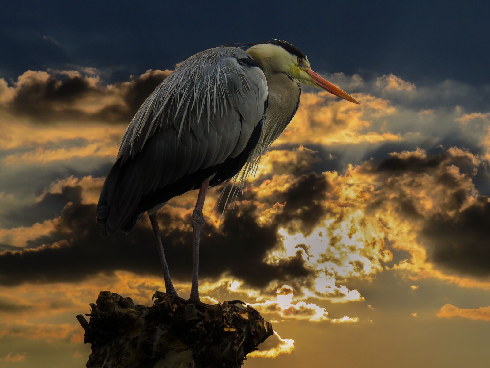 Canon PowerShot SX50 HS sample photo. Nature, animal, bird photography
