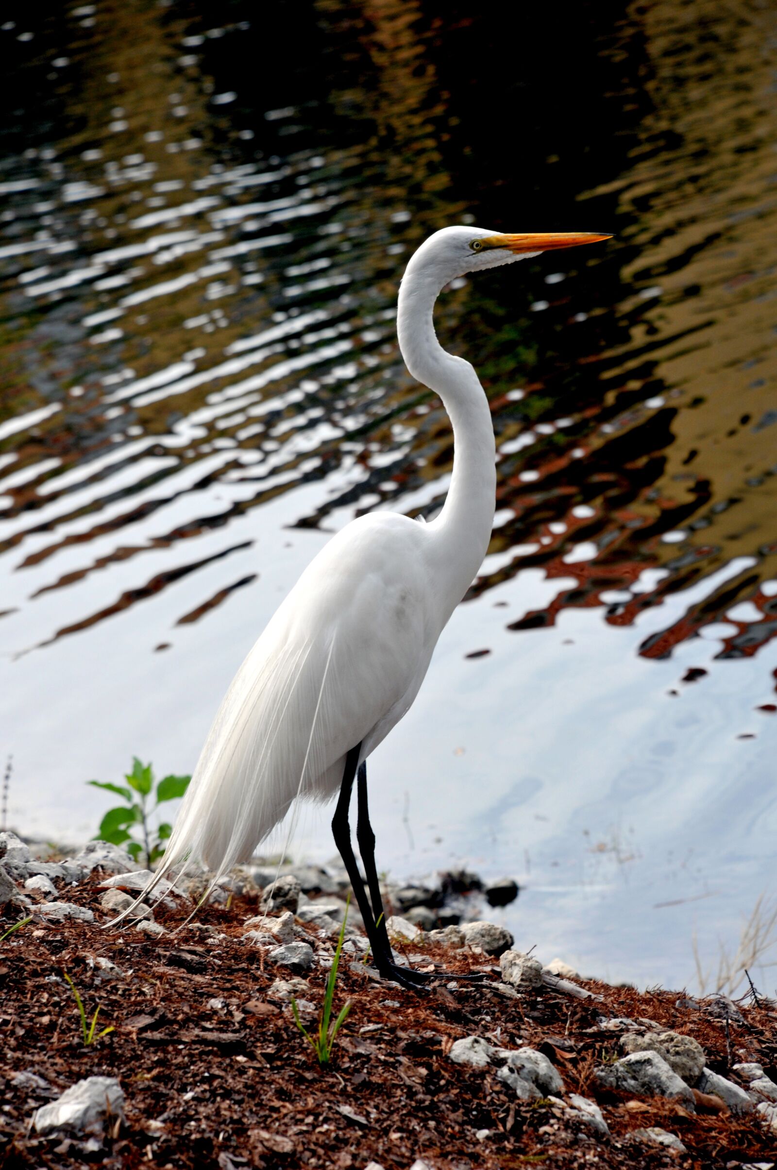 Nikon D300S sample photo. Beautiful white bird, audubon photography