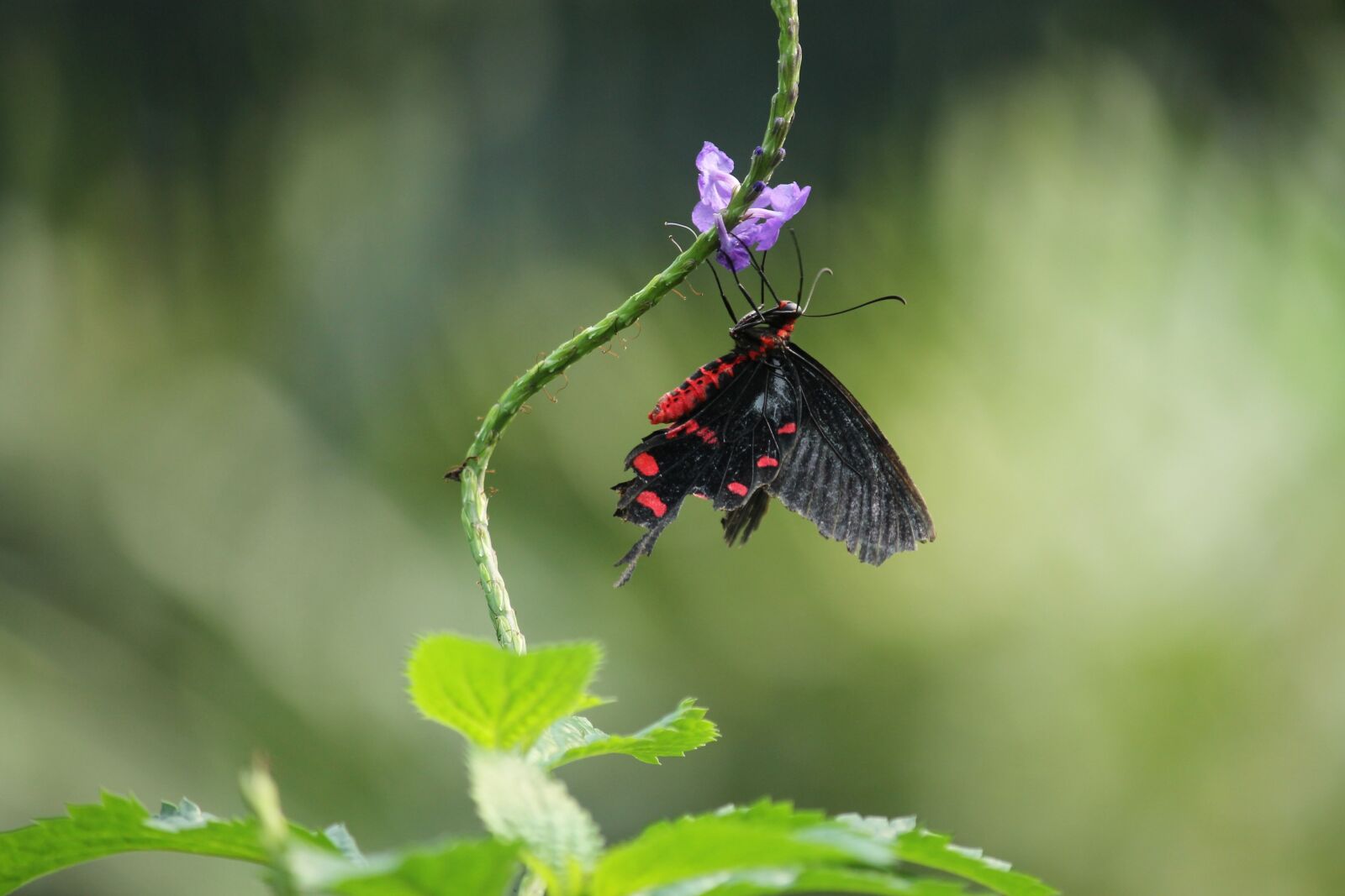 Canon EF-S 55-250mm F4-5.6 IS II sample photo. Butterfly, color, colorful photography