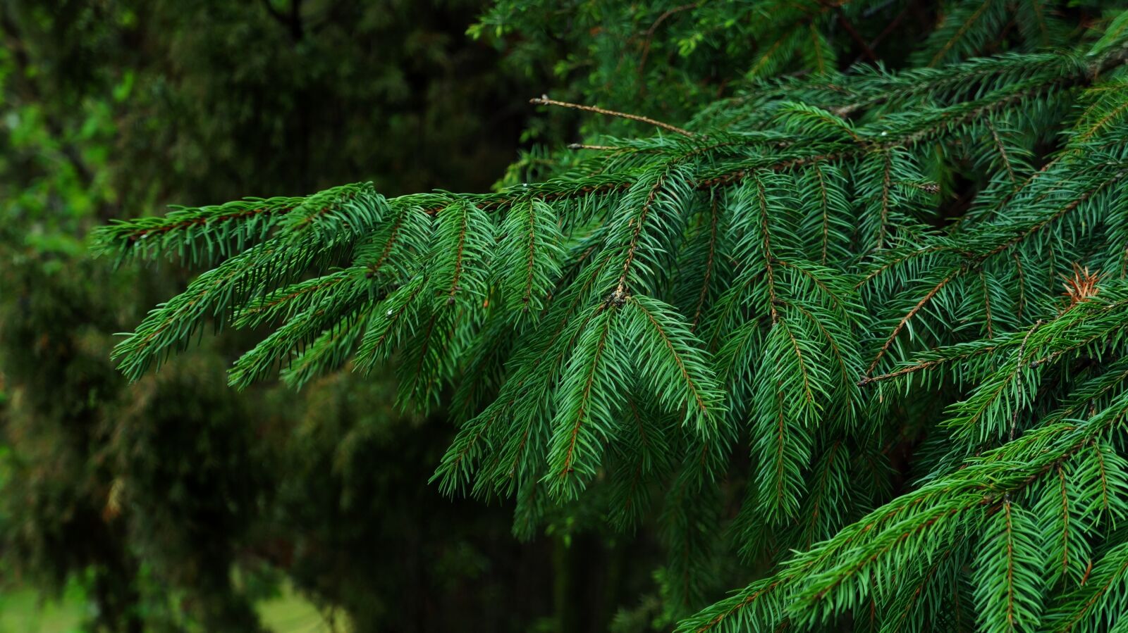 Sony Alpha a3000 + Sony E 18-55mm F3.5-5.6 OSS sample photo. Nature, plants, tree photography