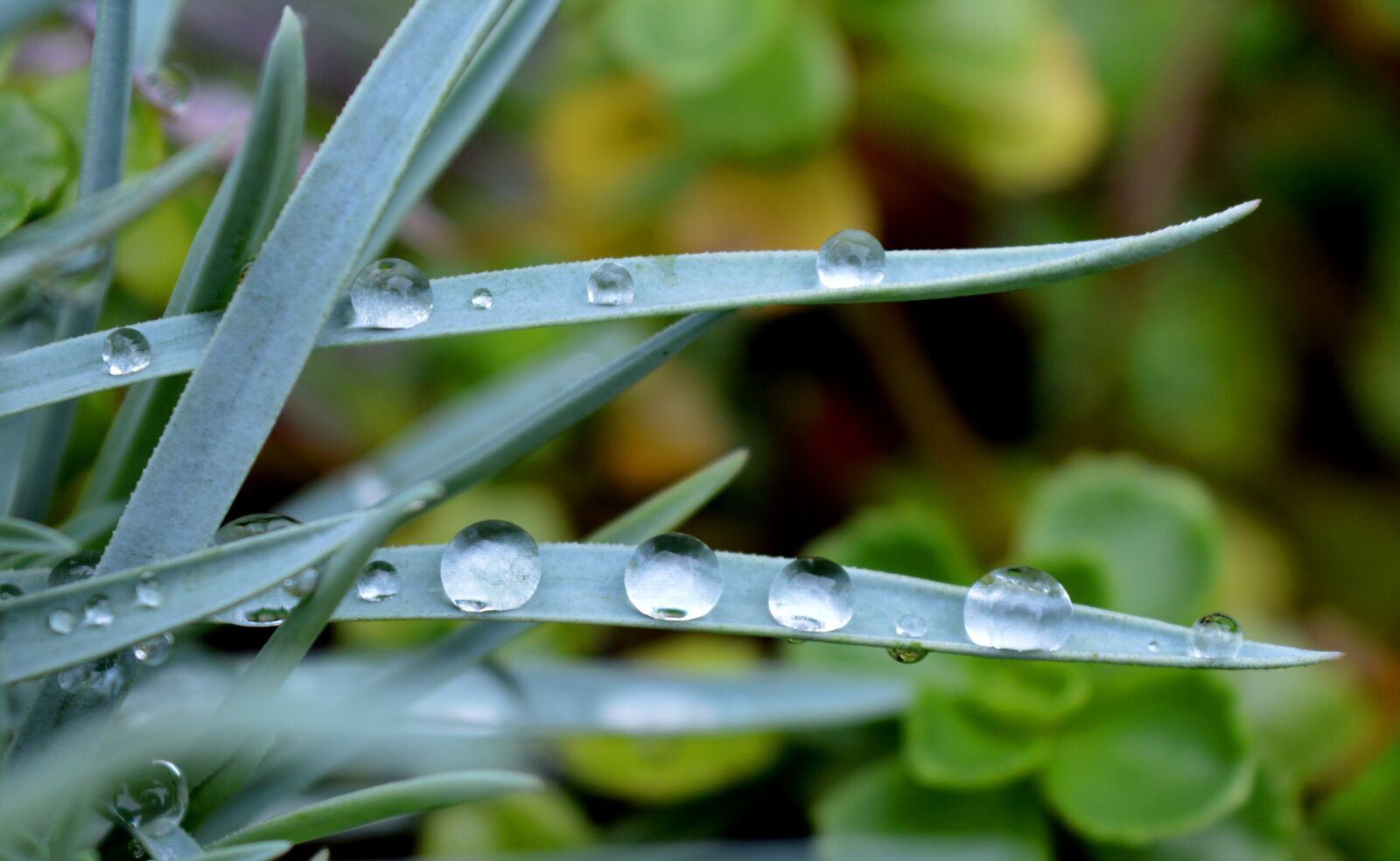 Nikon D3200 sample photo. Drop of water, leaves photography