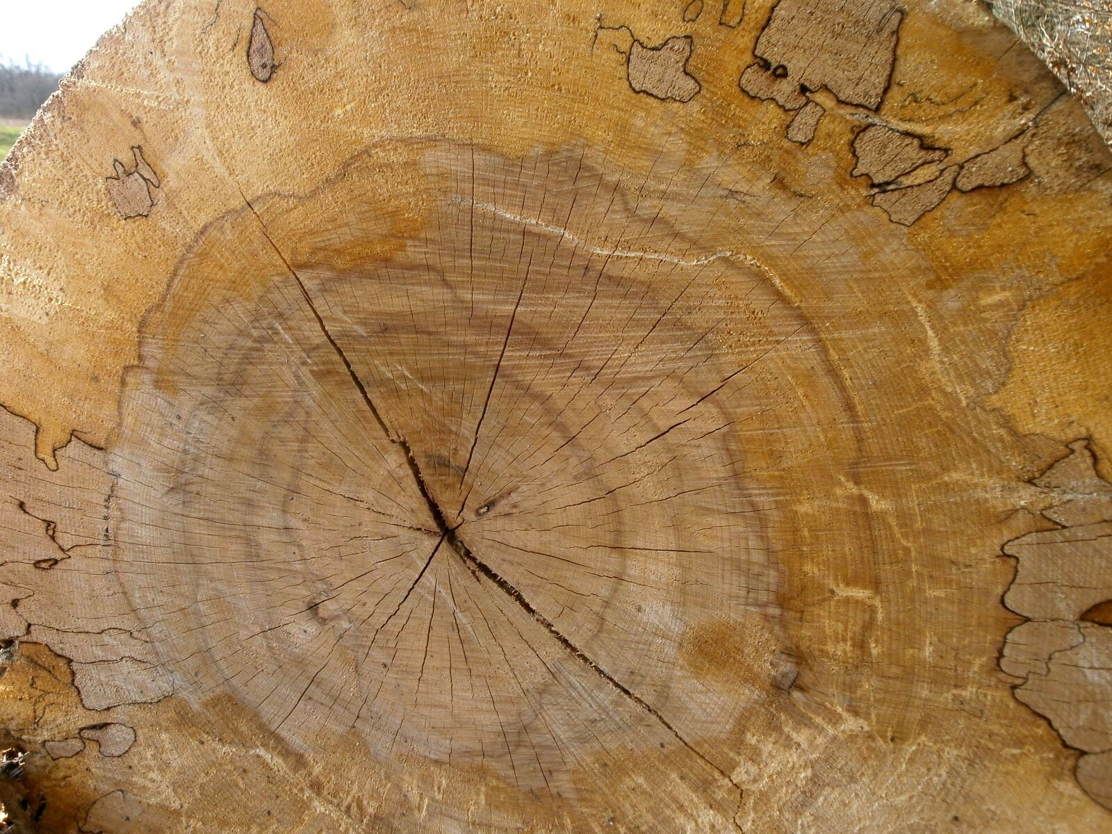 Olympus VG110,D700 sample photo. Wood, structure, annual rings photography