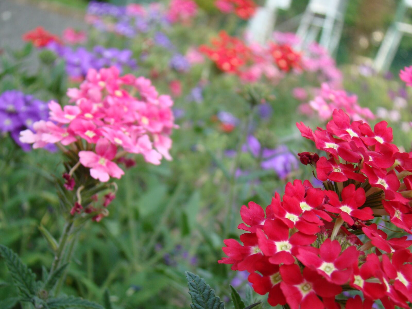Sony Cyber-shot DSC-H50 sample photo. Colorful flowers, flowers, meadow photography