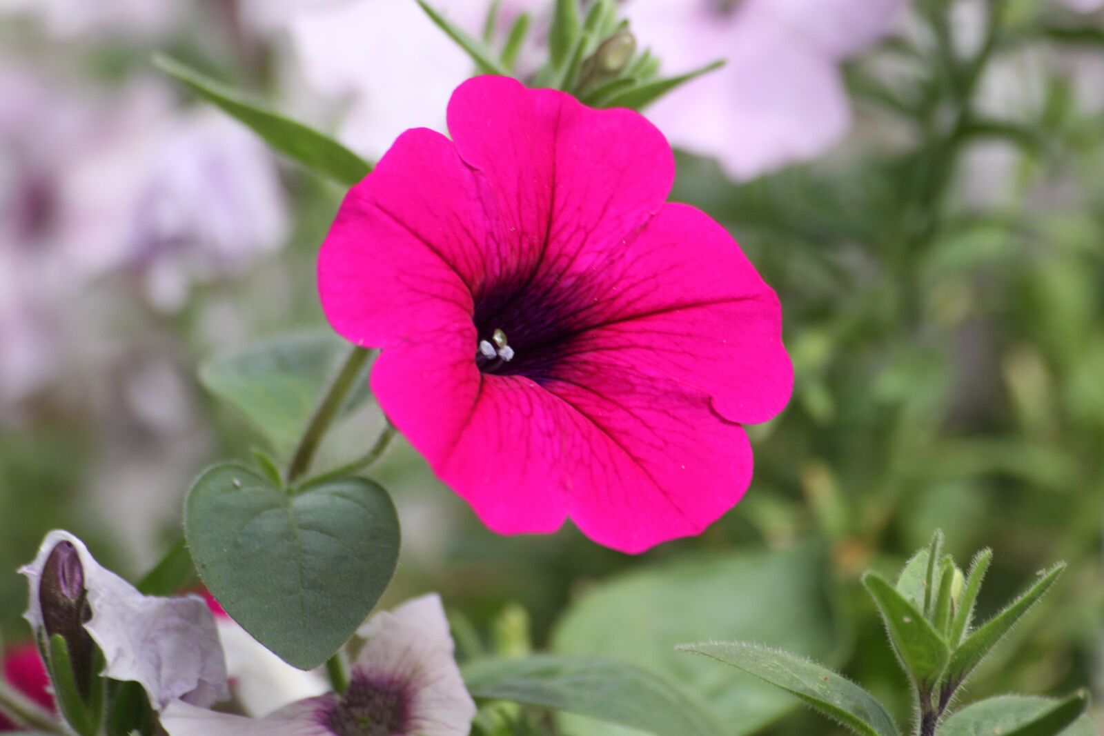 Canon EOS 50D sample photo. Morning glory, flowers, summer photography