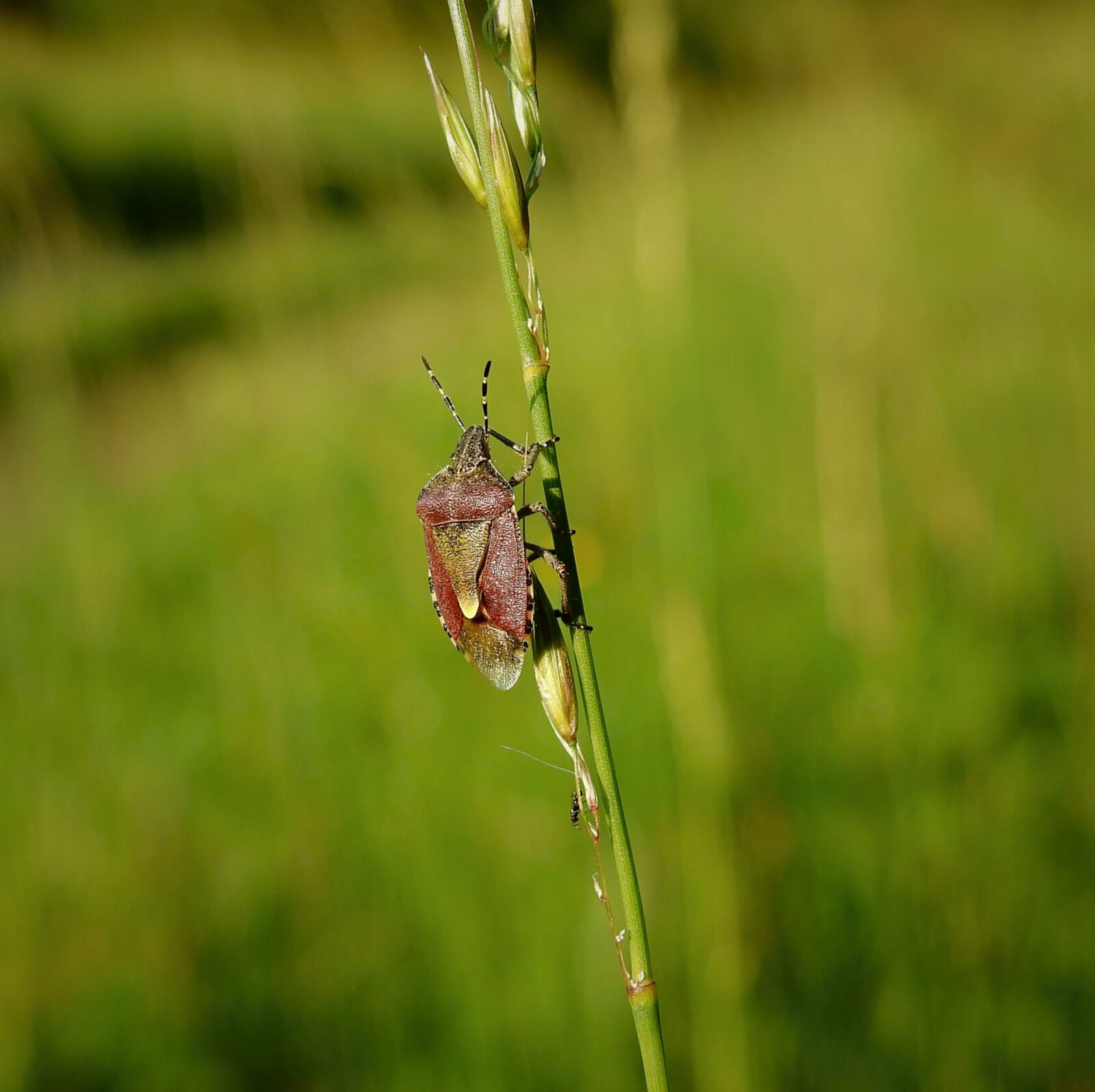Nikon Coolpix P900 sample photo. Pluskwiak, meadow, nature photography