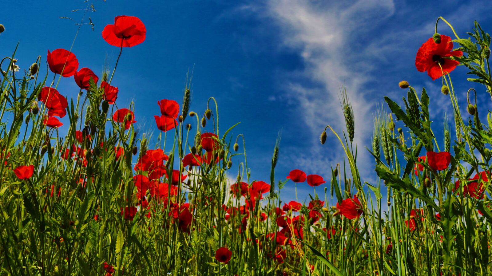 Canon EOS 80D sample photo. Spring, poppy, mohngewaechs photography