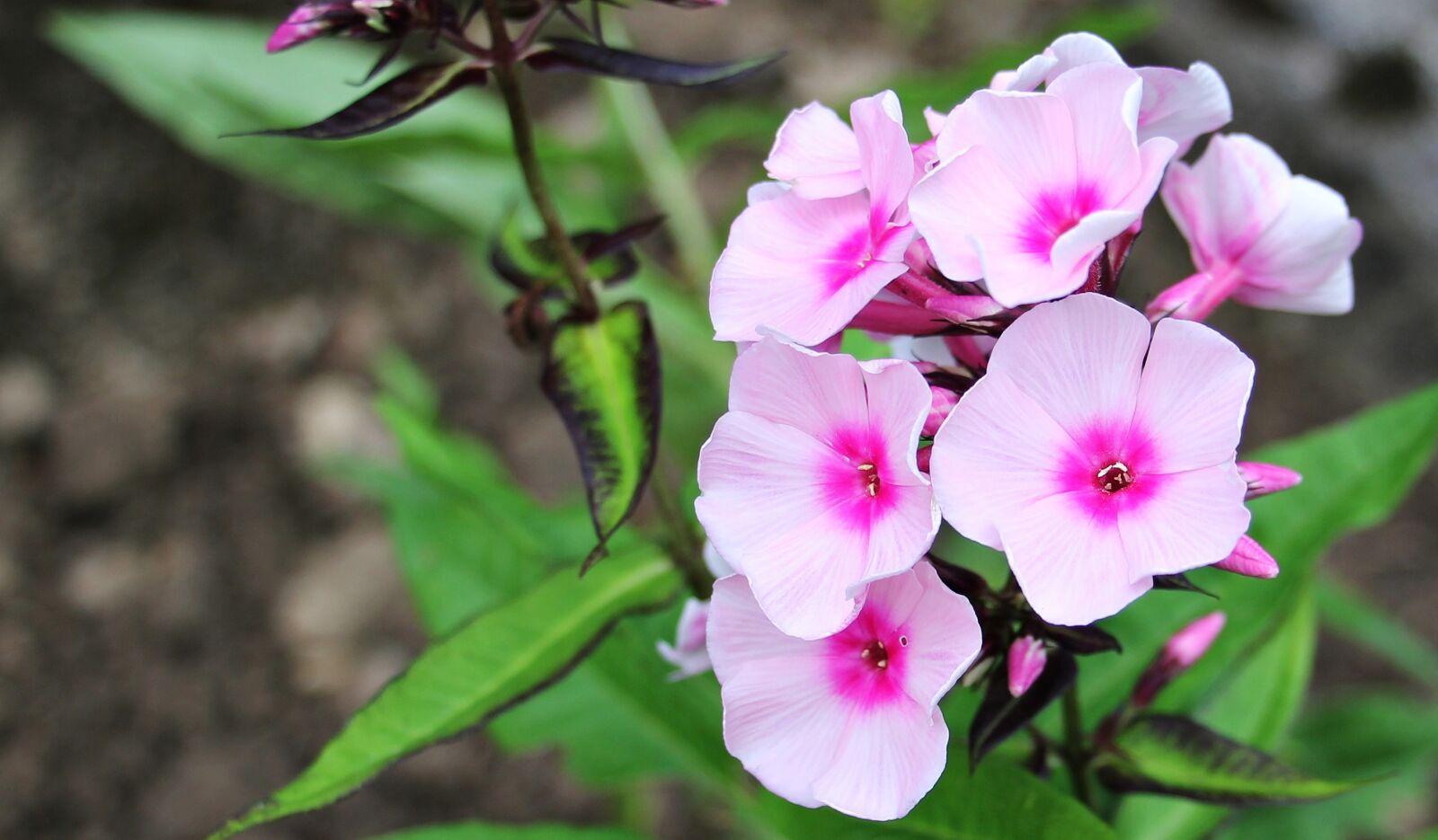 Canon EOS 550D (EOS Rebel T2i / EOS Kiss X4) sample photo. Phlox, flame flower, flower photography