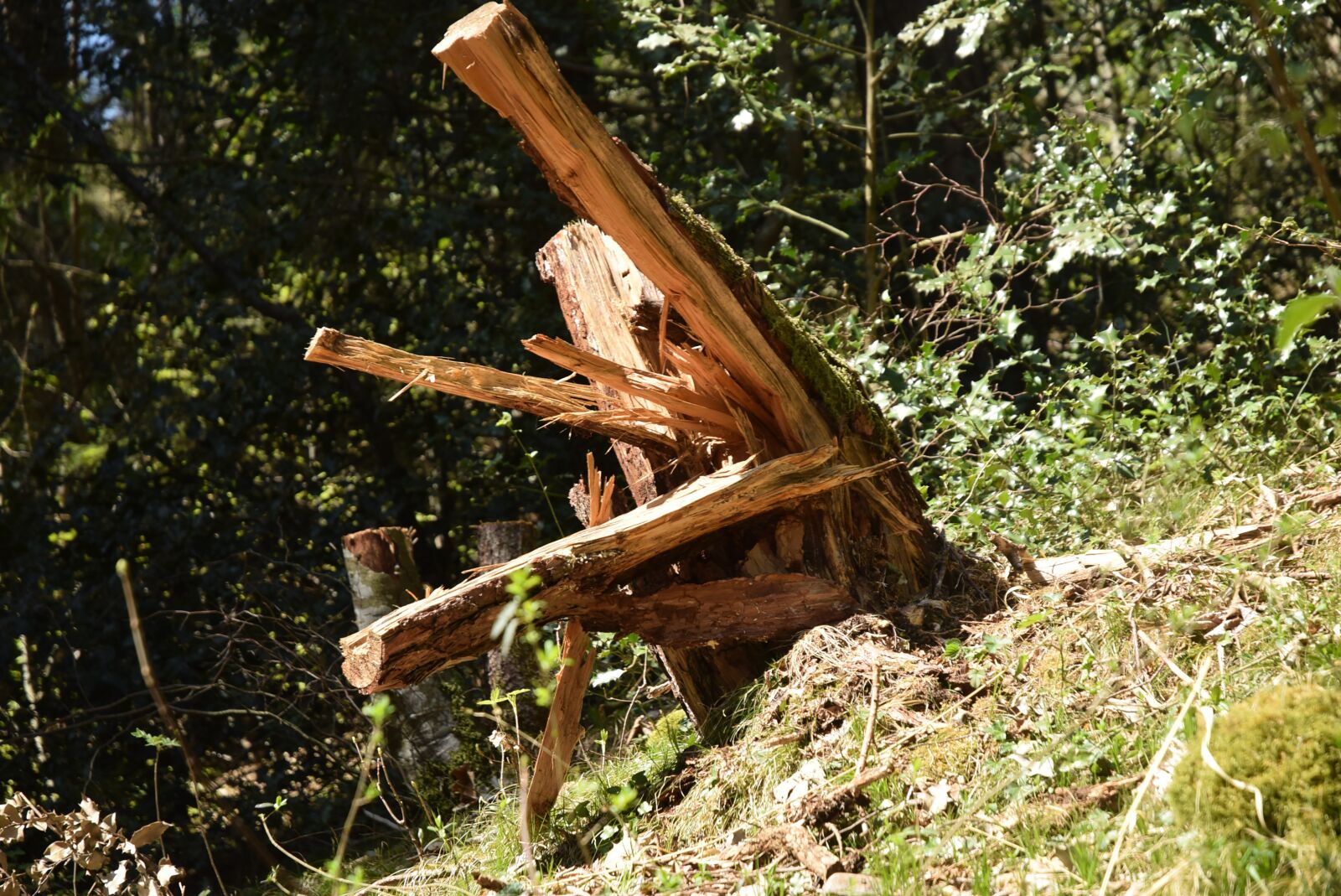 Nikon D5300 sample photo. Tree stump, fragmented, forest photography