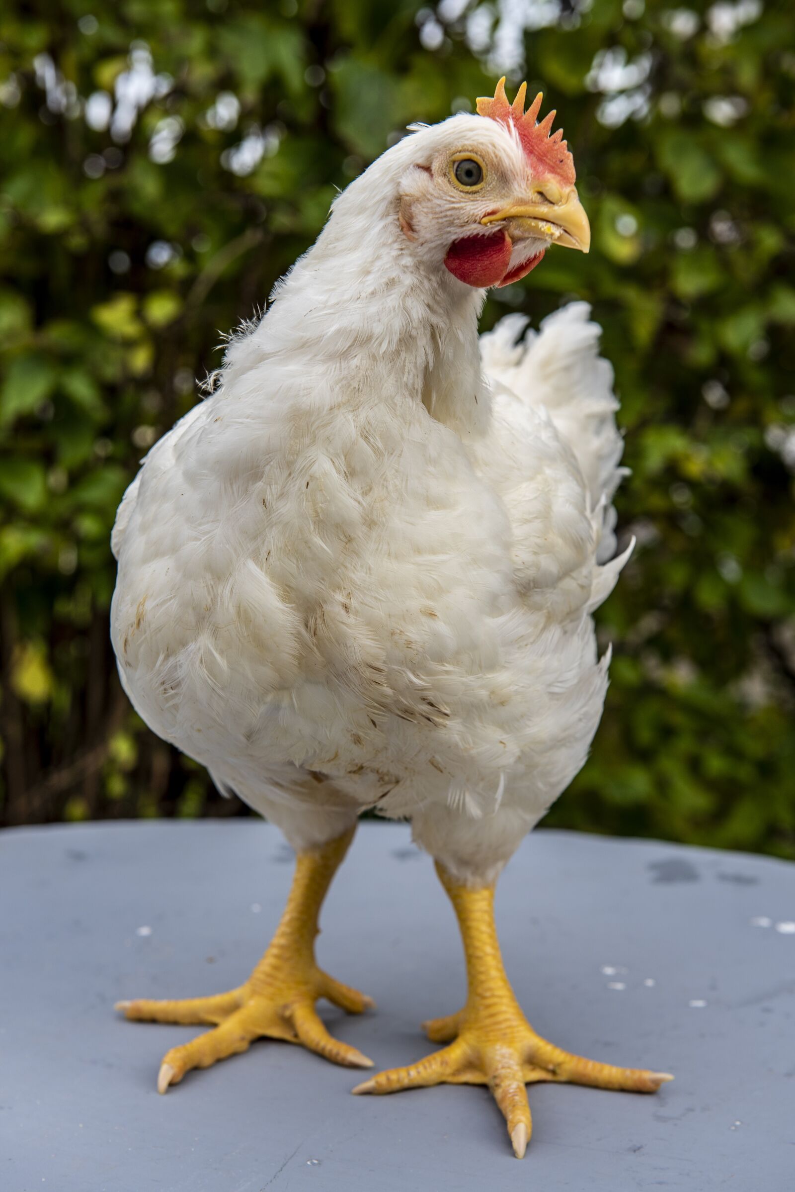 Nikon D750 sample photo. Chicken, animal, bird photography
