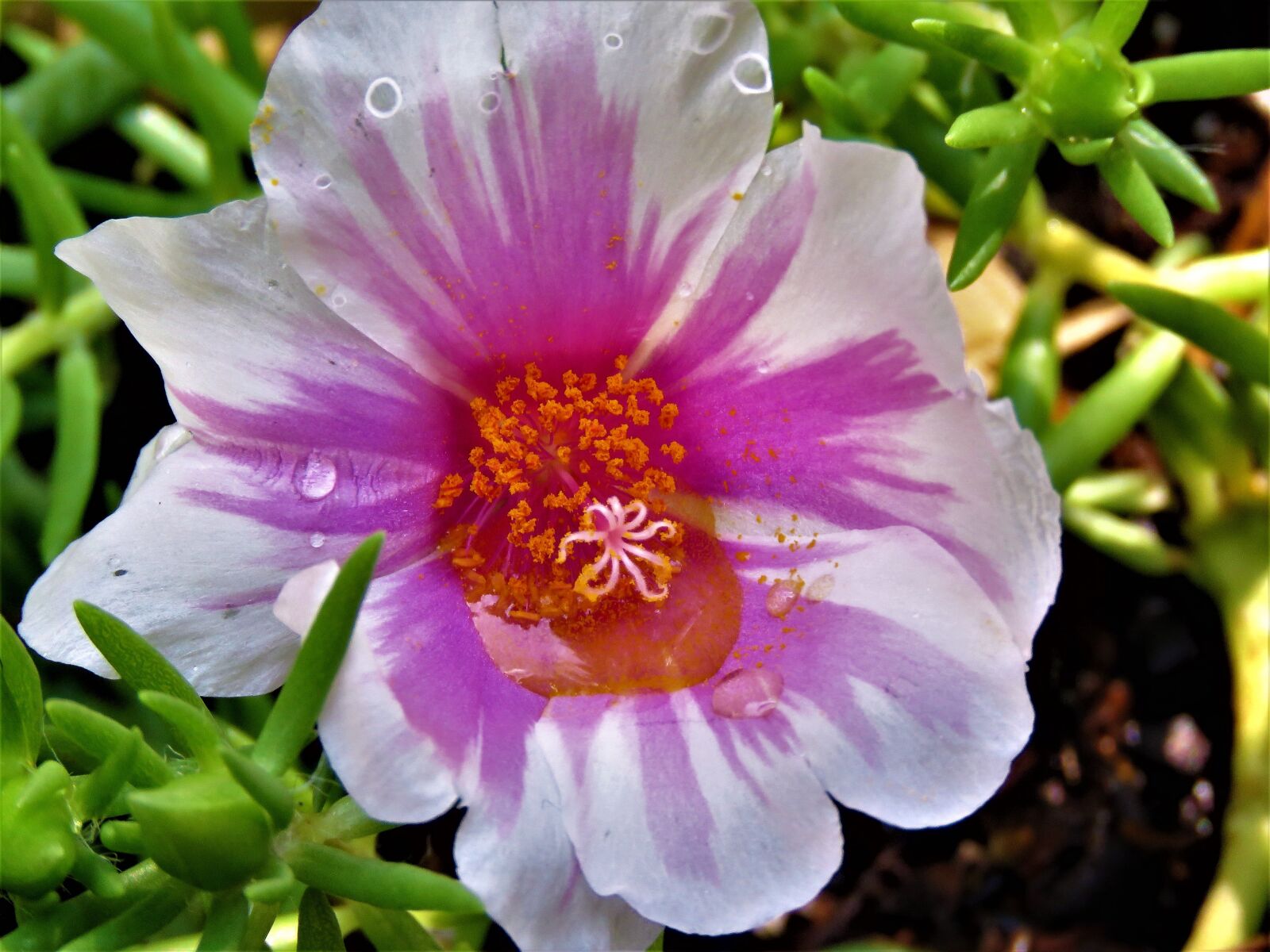 Canon PowerShot SX60 HS sample photo. Flower, purple, white photography