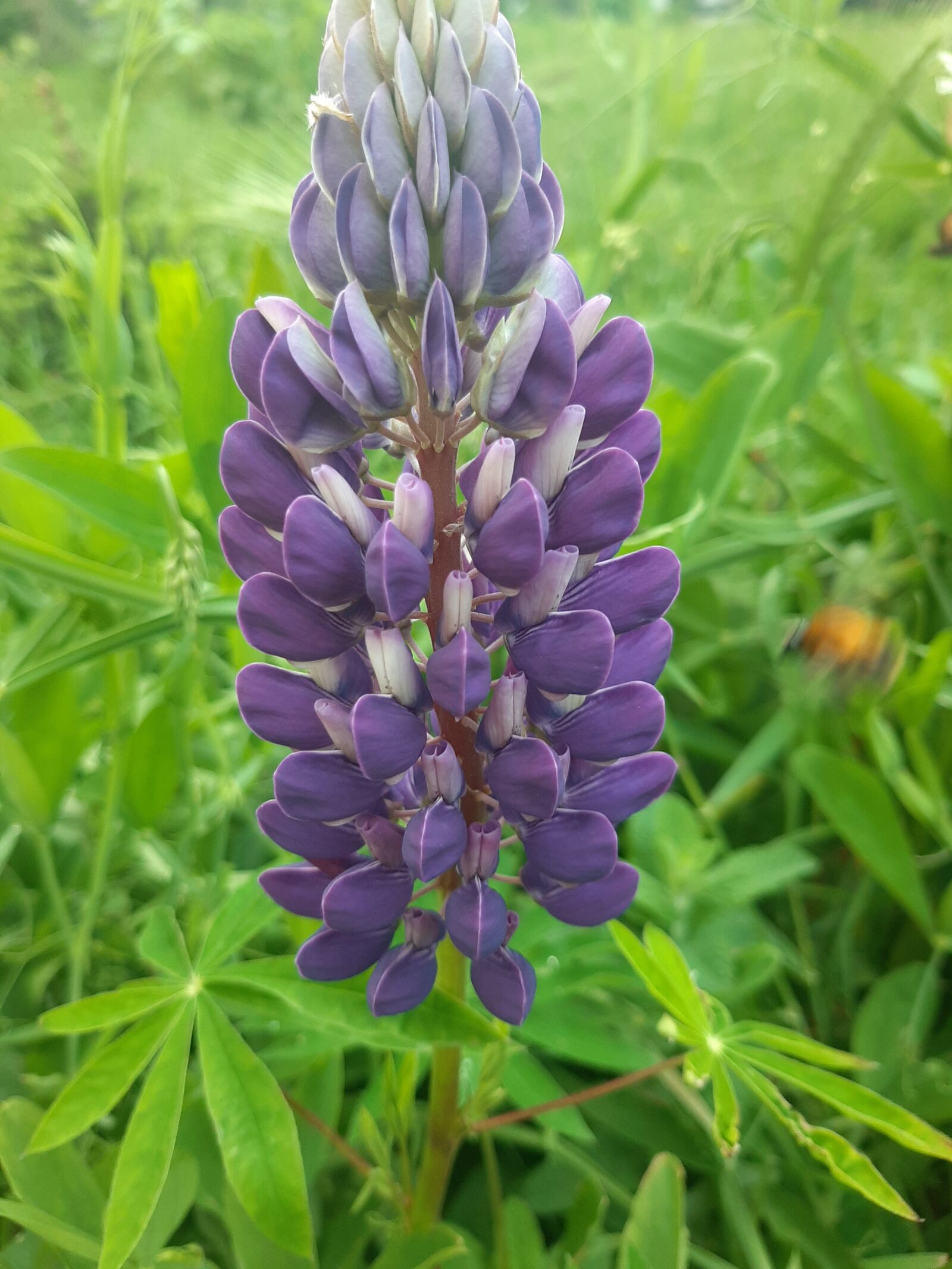 Samsung Galaxy A50 sample photo. Nature, lupine, plant photography