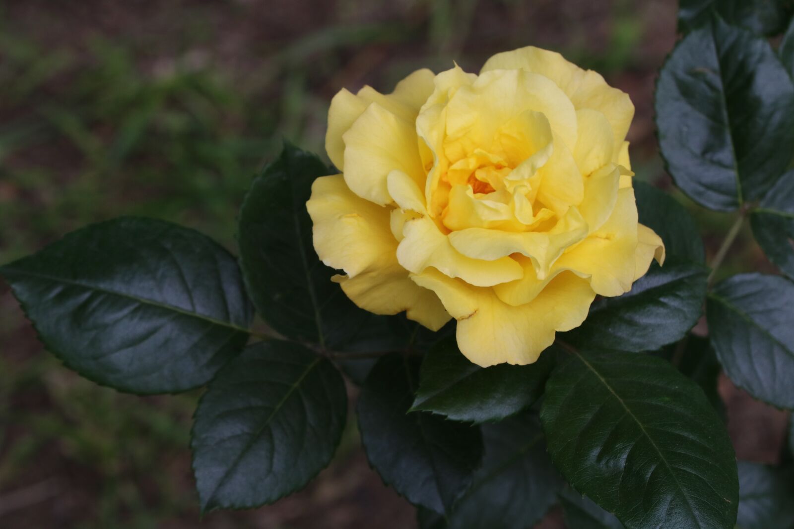Canon EOS 750D (EOS Rebel T6i / EOS Kiss X8i) sample photo. Rose, rose festival, garden photography