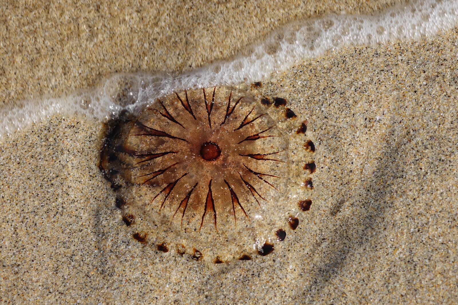 Sony Cyber-shot DSC-RX10 II sample photo. Jellyfish, animals, beach photography