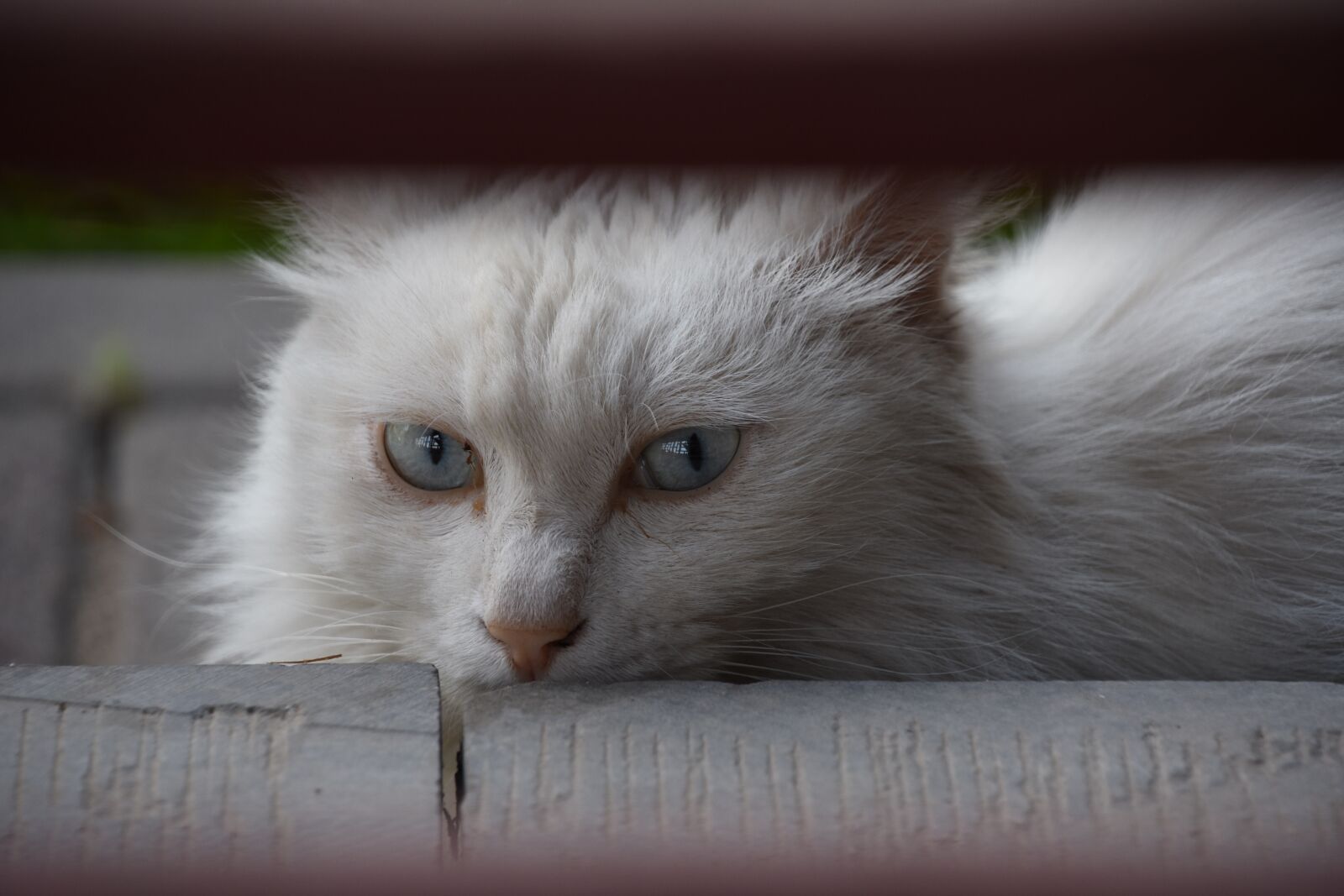 Nikon D7200 sample photo. Cat, cute, summer photography