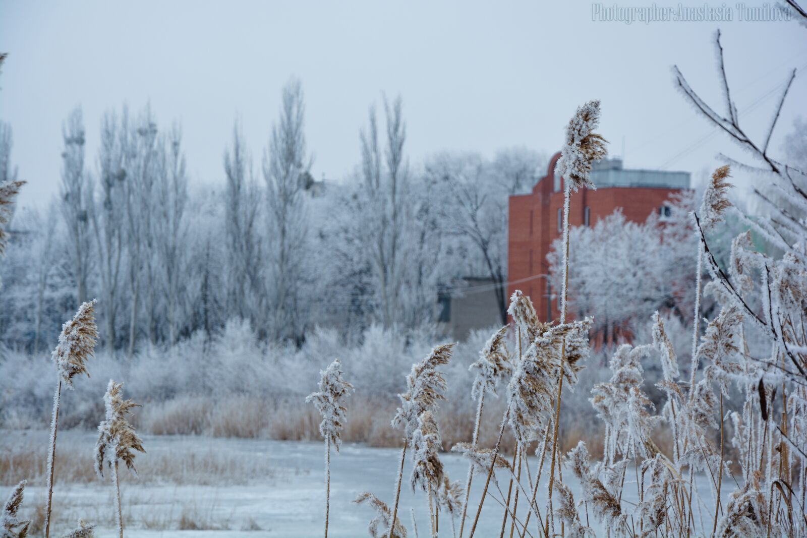 Nikon D5200 sample photo. Reed, winter, landscape photography