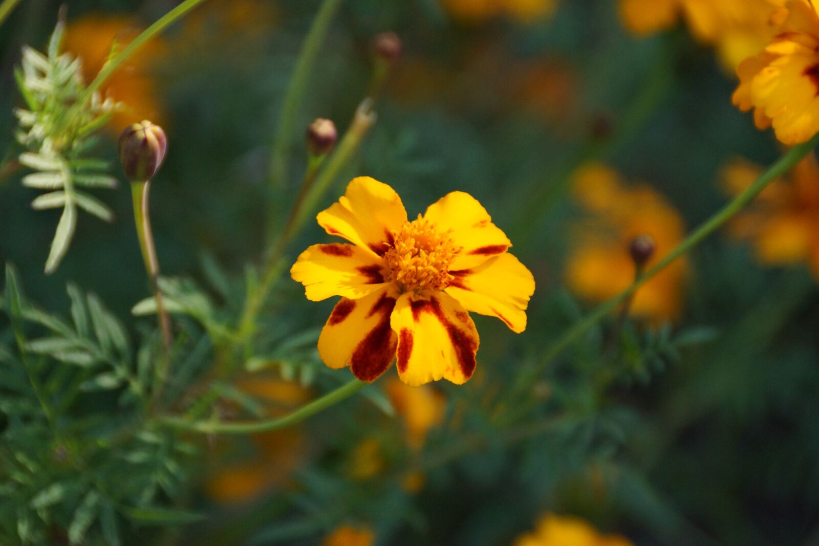 Sony SLT-A77 sample photo. Nature, flower, flora photography