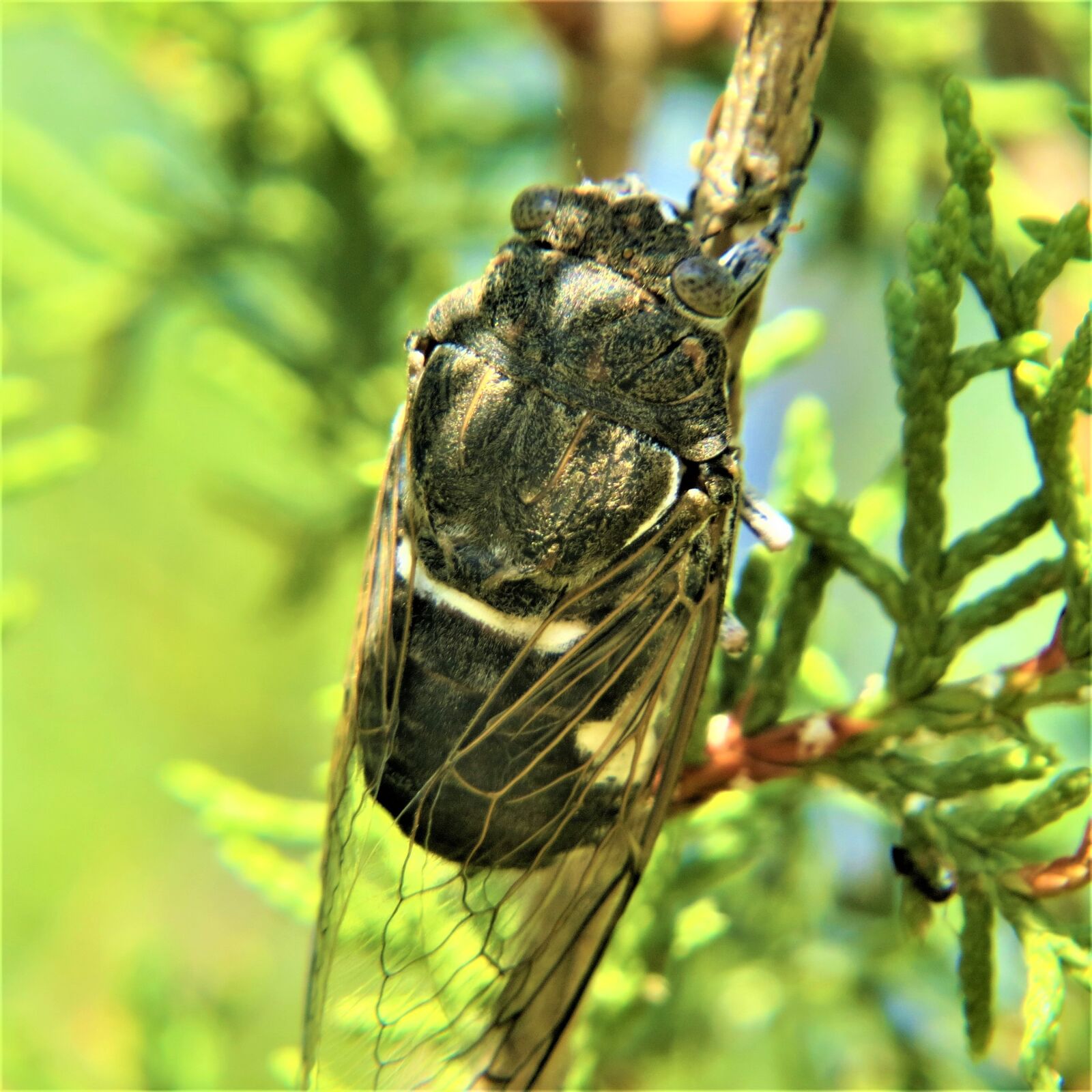 Canon PowerShot SX50 HS sample photo. Insect, cicada, hiking photography