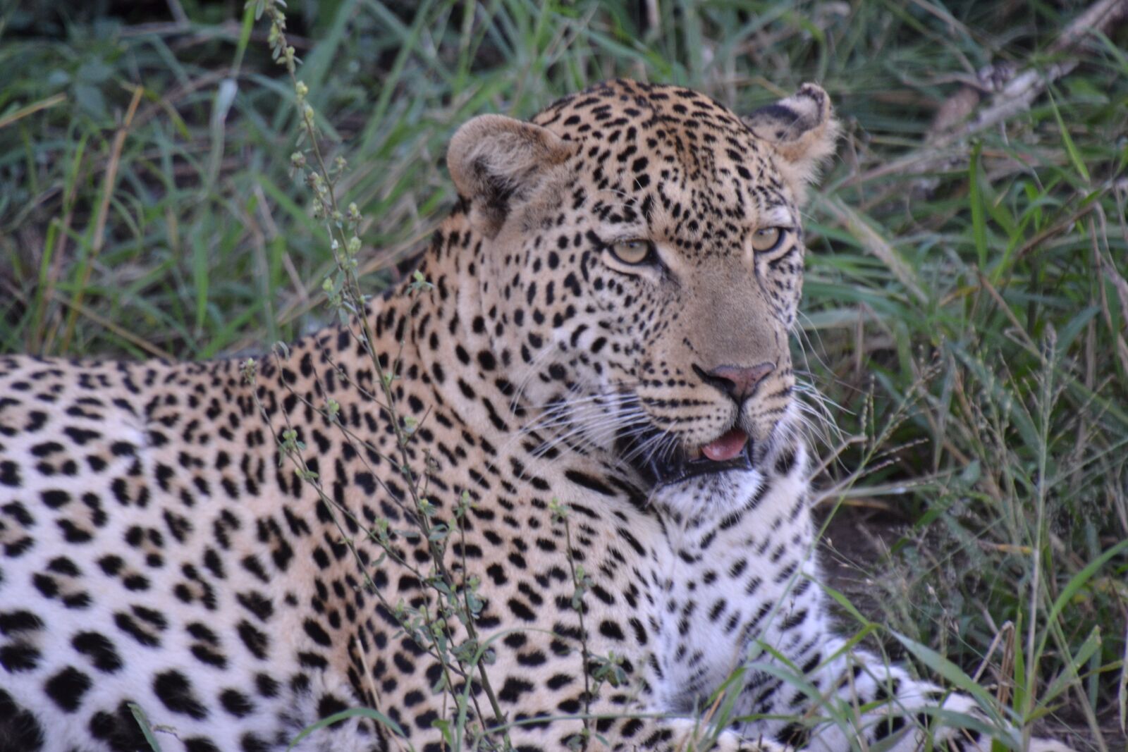 Nikon D3100 sample photo. Leopard, cat, safari photography
