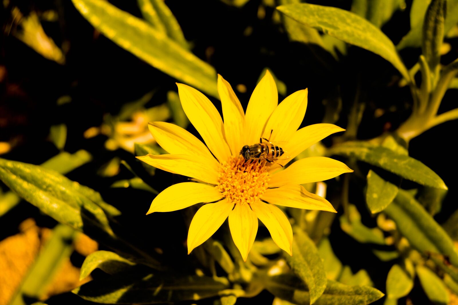 Canon EOS 700D (EOS Rebel T5i / EOS Kiss X7i) sample photo. Bee, flower, yellow photography