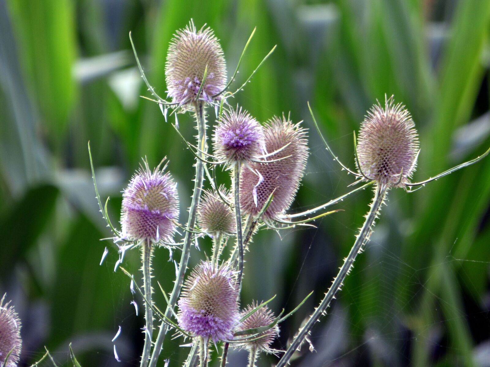Panasonic DMC-FZ72 sample photo. Thistles, flowers, nature photography