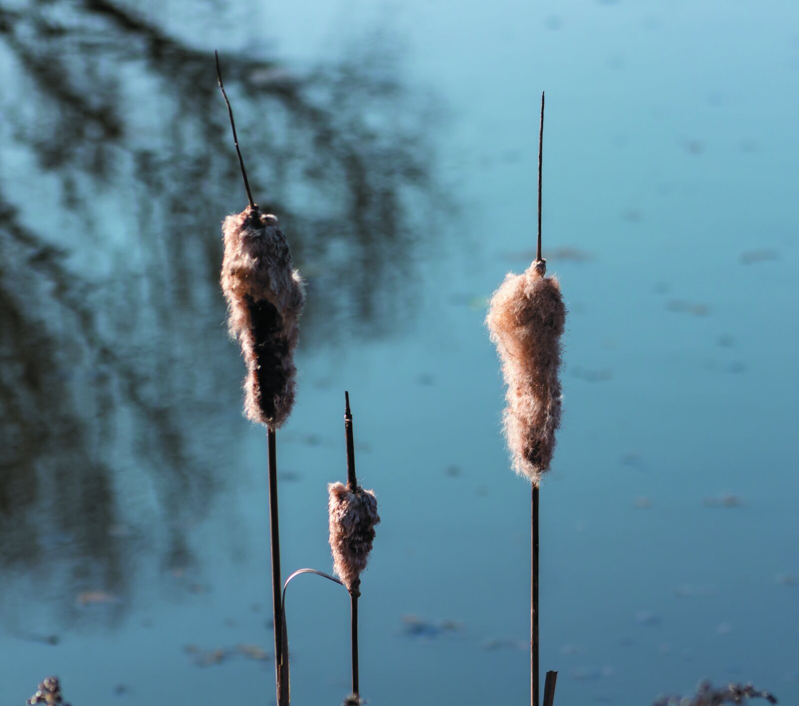 Canon EF75-300mm f/4-5.6 sample photo. Cattail, reed, villosa iris photography