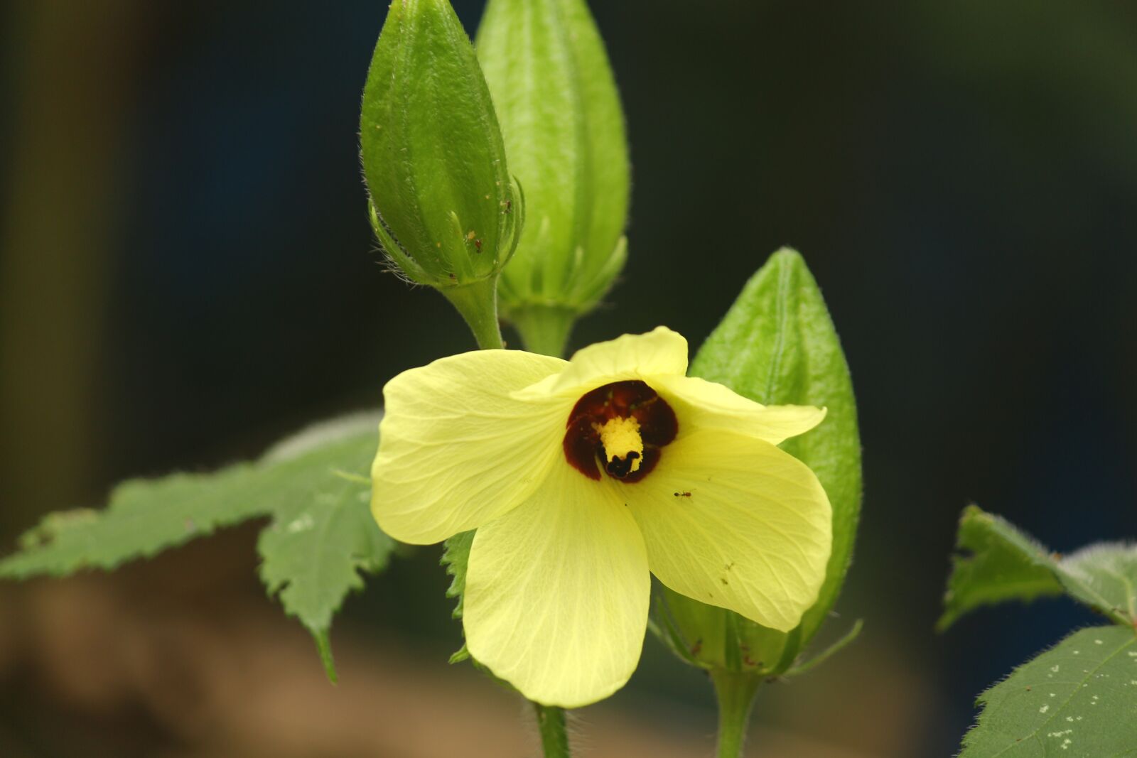 Canon EOS 700D (EOS Rebel T5i / EOS Kiss X7i) sample photo. Flower, okra flower, garden photography