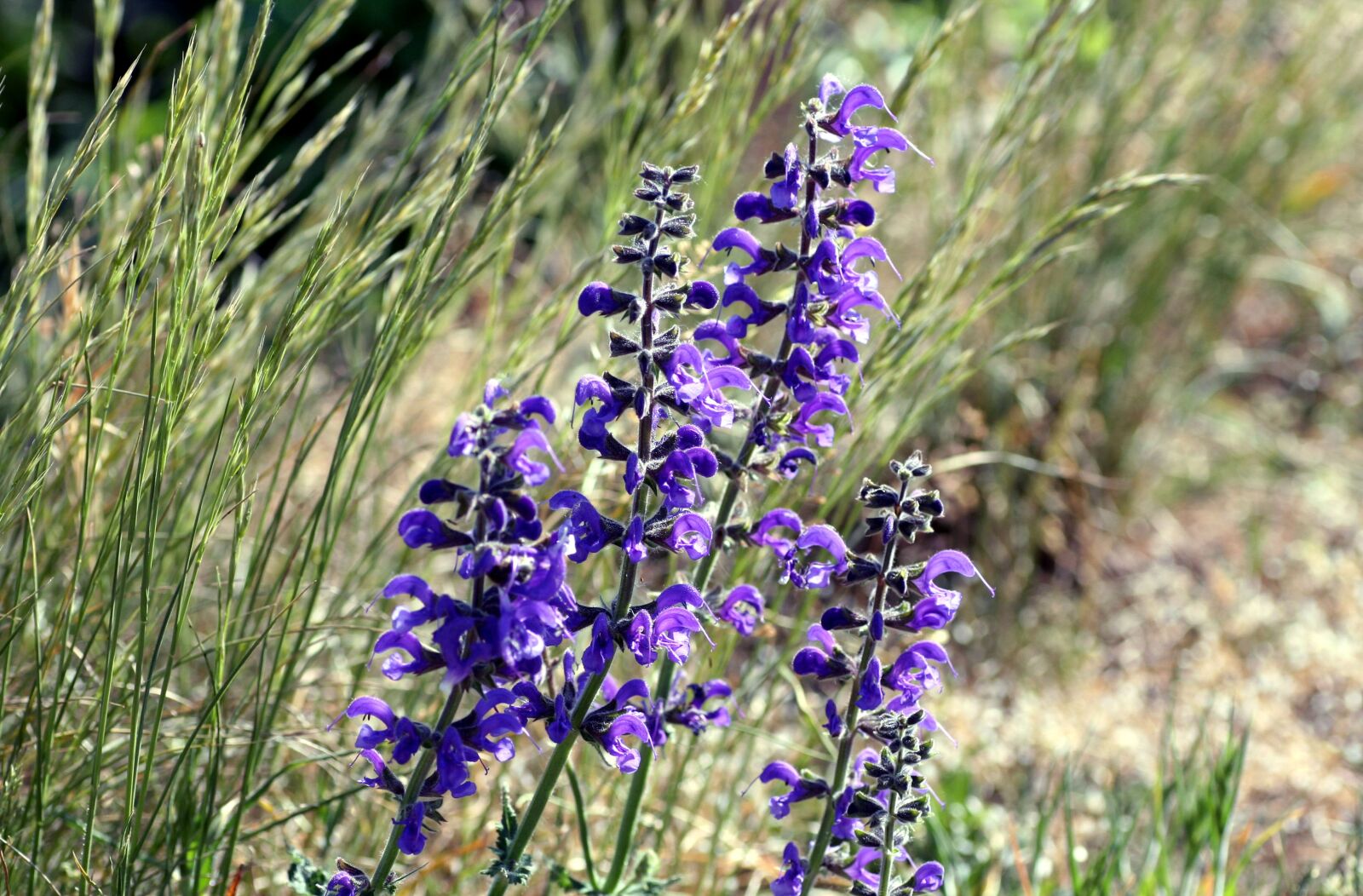 Canon EOS 350D (EOS Digital Rebel XT / EOS Kiss Digital N) sample photo. Flowers, wild, violet photography