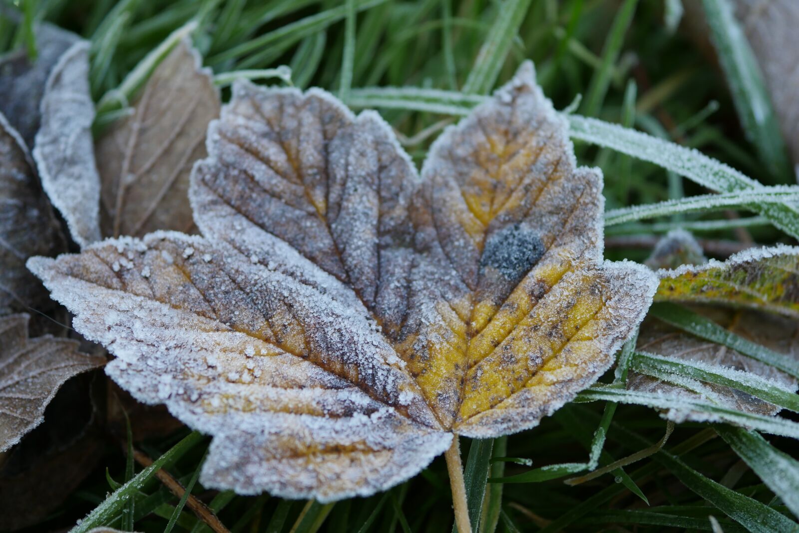 Panasonic Lumix DMC-GH4 sample photo. Frosty, leaf, yellow photography