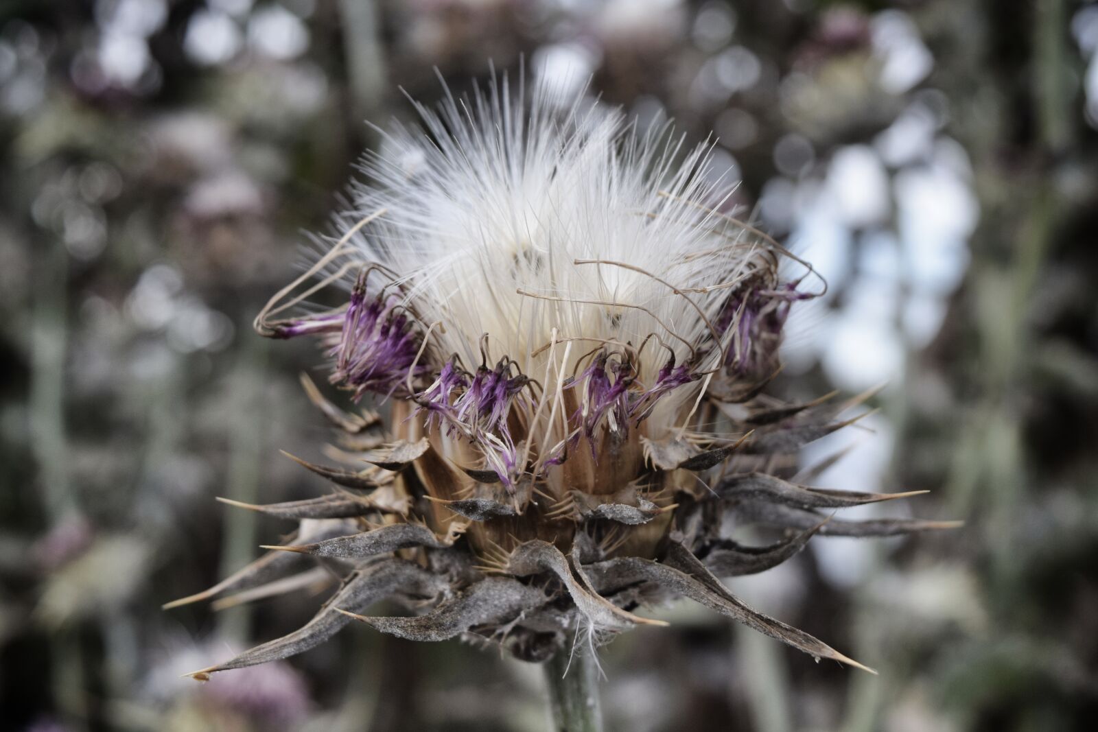 Nikon D3300 sample photo. Thistle, bulgaria, plant photography