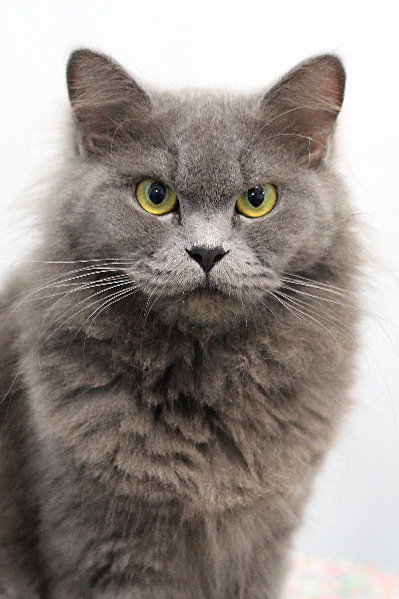 Canon EOS 60D sample photo. Grey, paint, animal photography