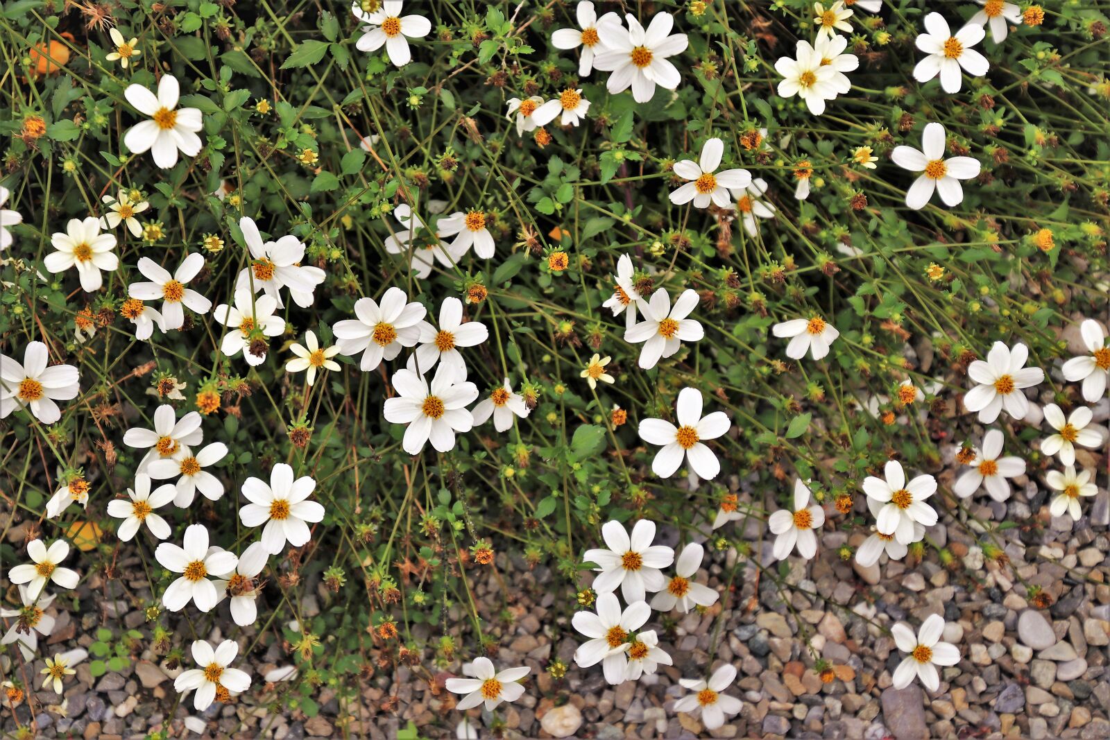 Canon EOS 80D sample photo. Flowers, minor, the delicacy photography