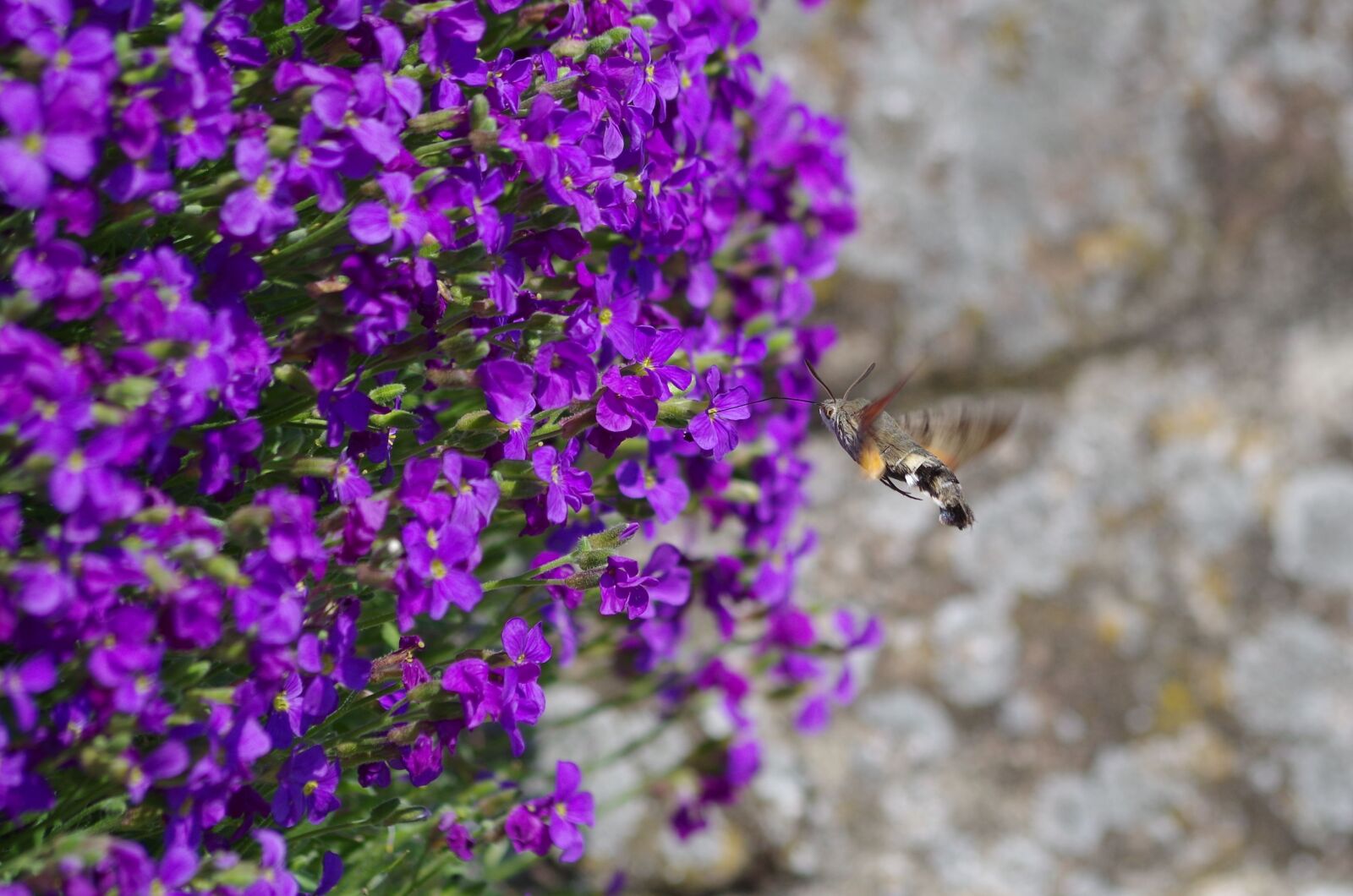 Pentax K-50 sample photo. Hummingbird hawk moth, butterfly photography