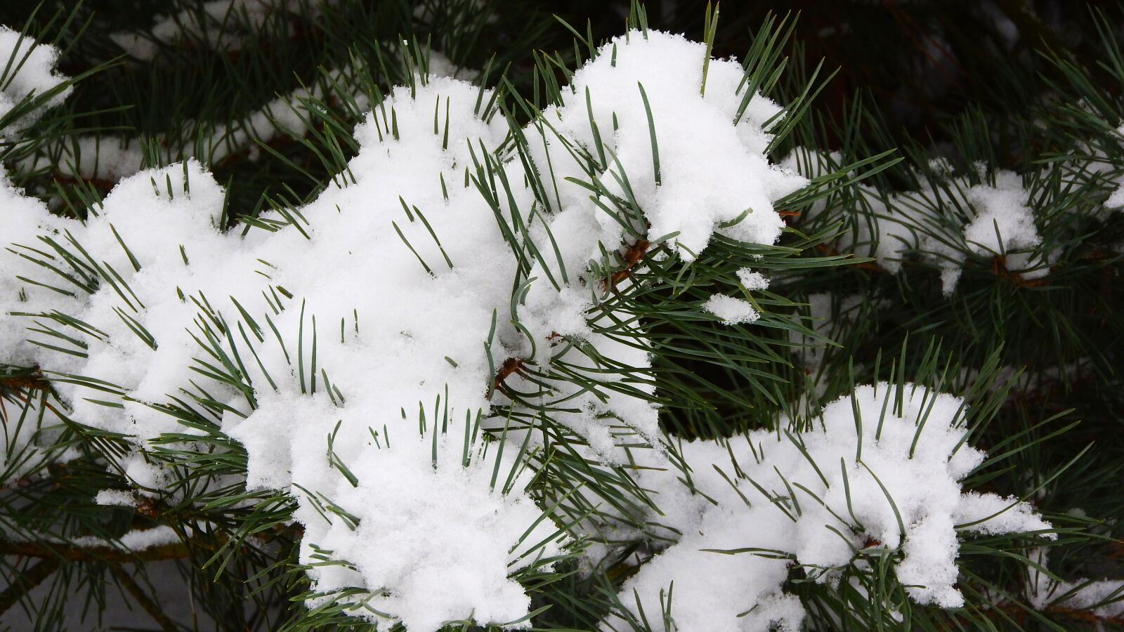 Nikon Coolpix P610 sample photo. Pine, snow, the snow photography