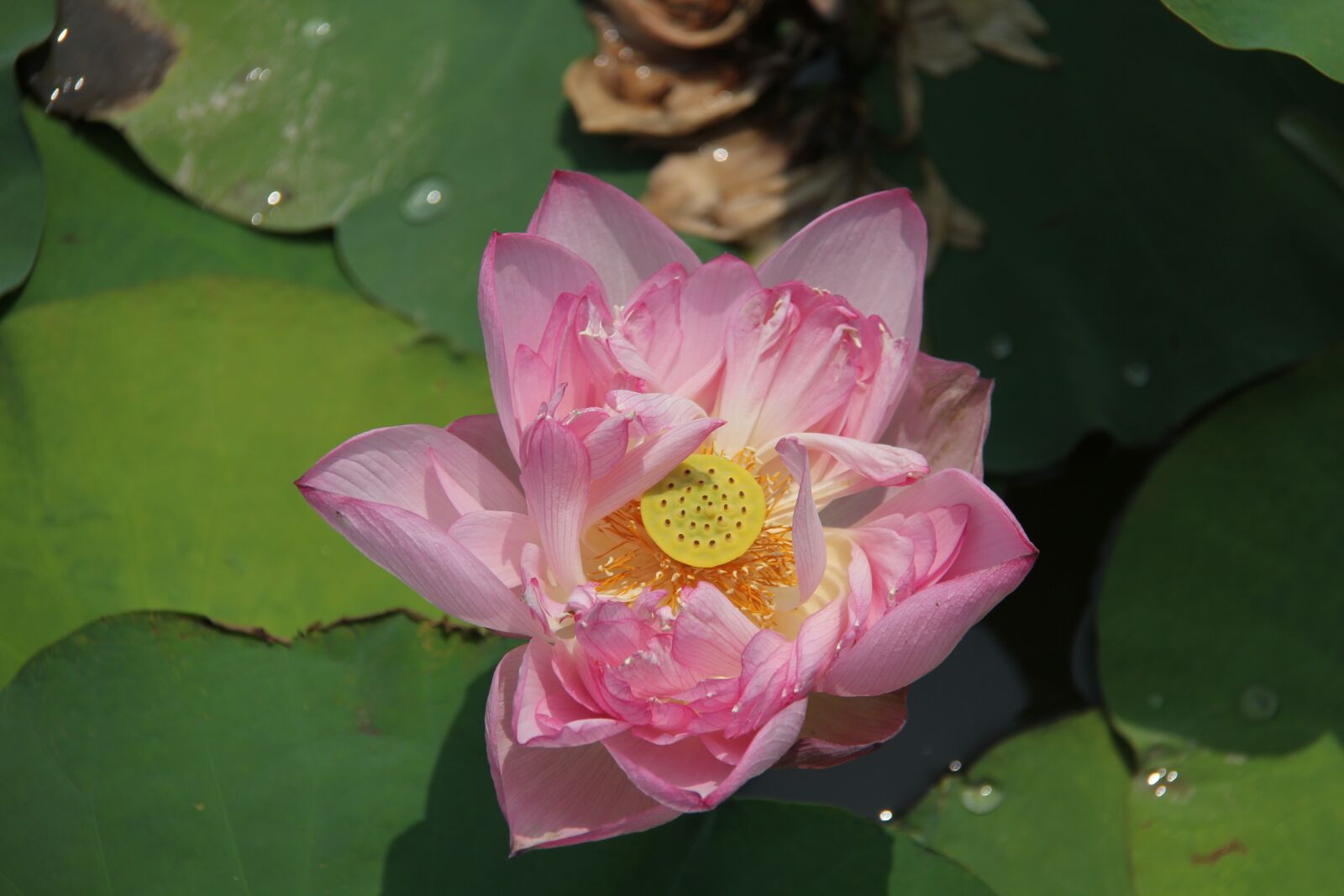Canon EF-S 18-200mm F3.5-5.6 IS sample photo. Water lily, plant, scenery photography