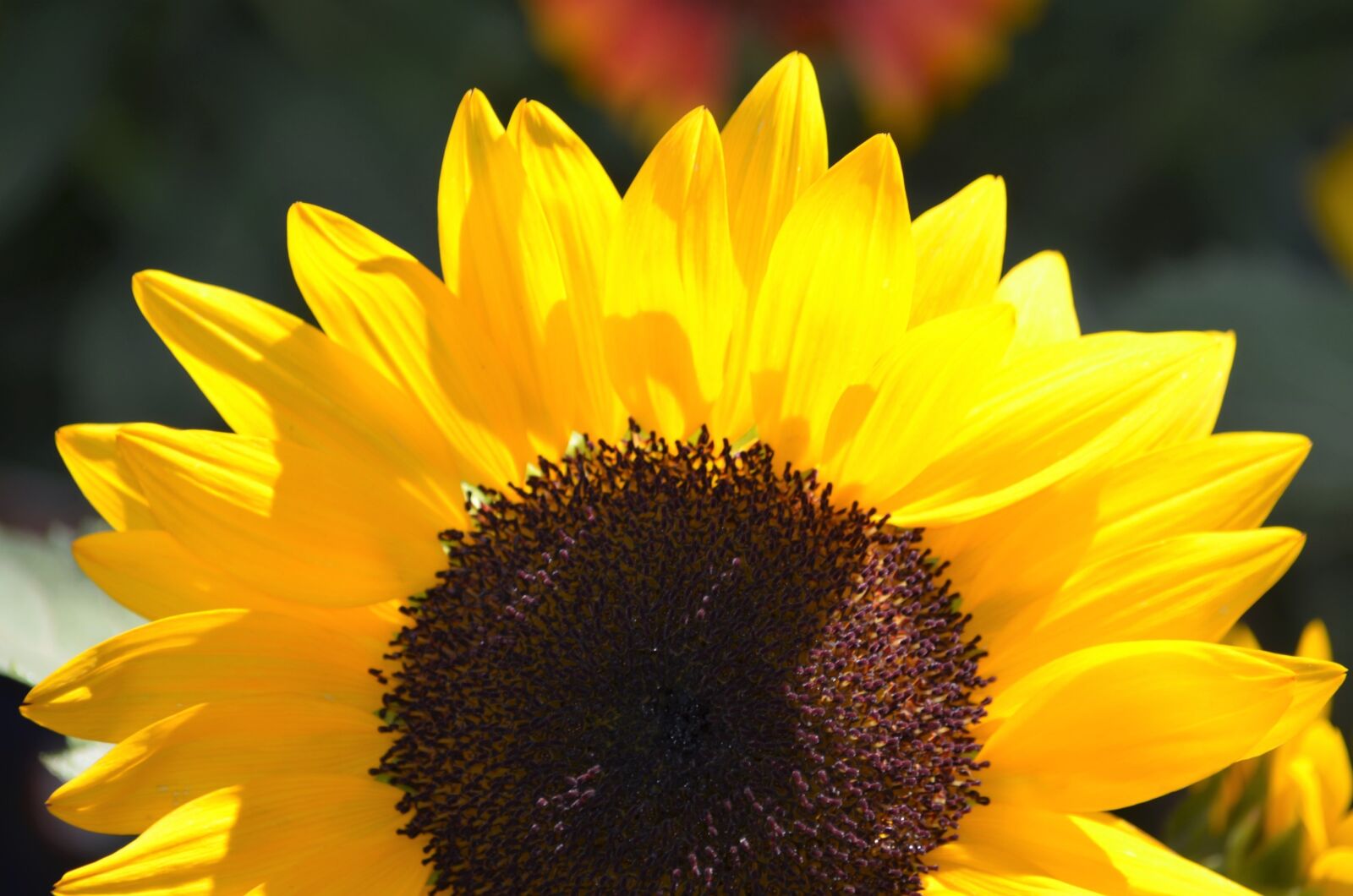 Nikon D5100 sample photo. Sunflower, macro, floral photography