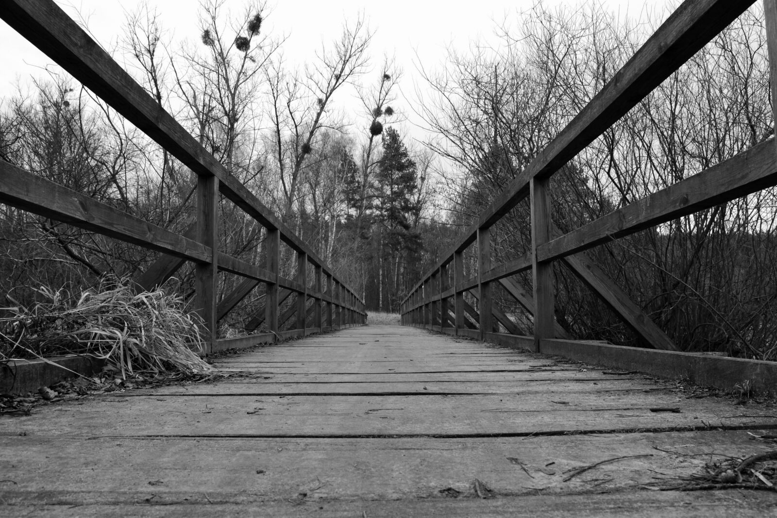 Nikon D3100 sample photo. Bridge, forest, nature photography