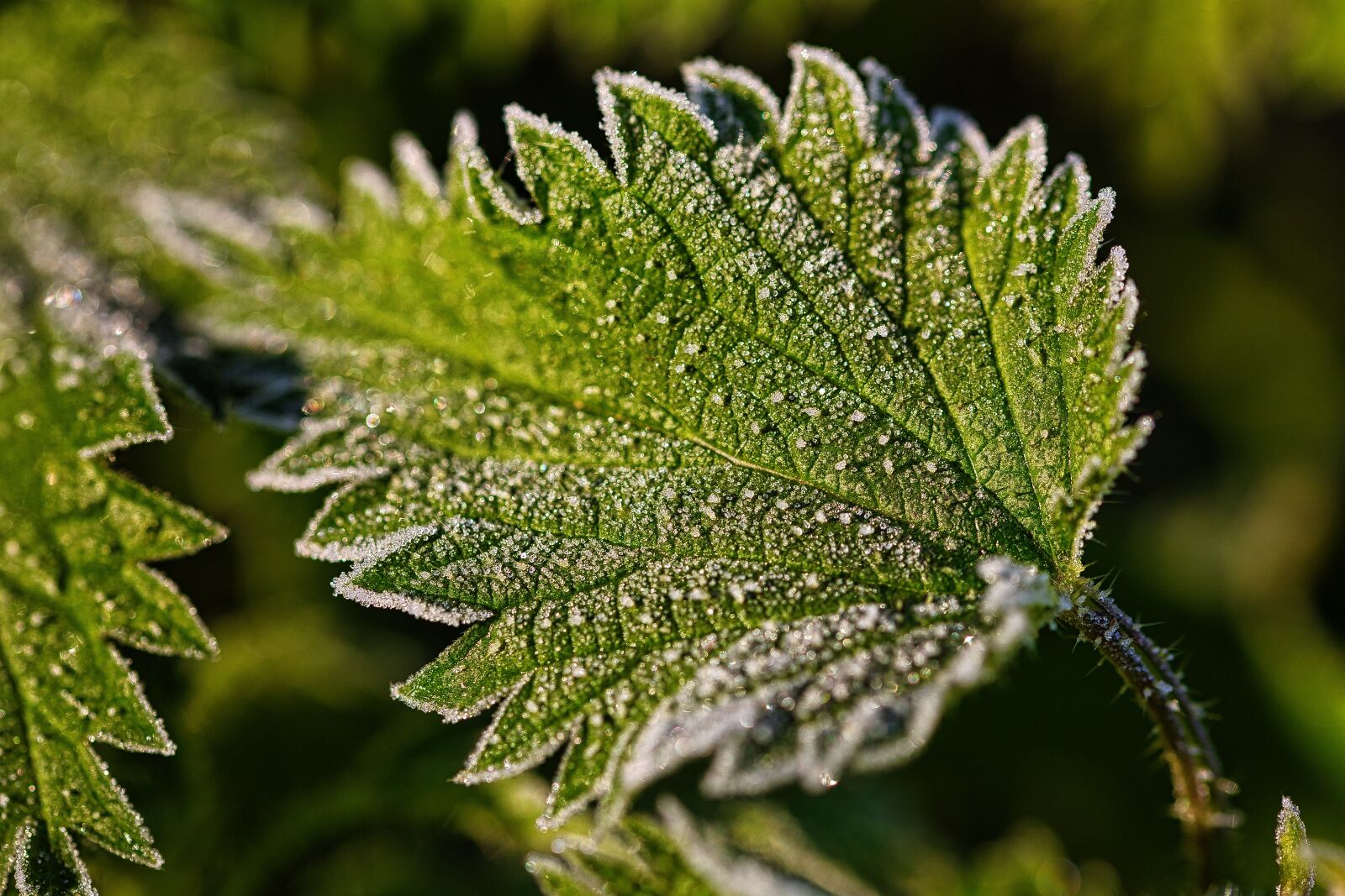 Canon EOS RP sample photo. Hoarfrost, frost, frozen photography