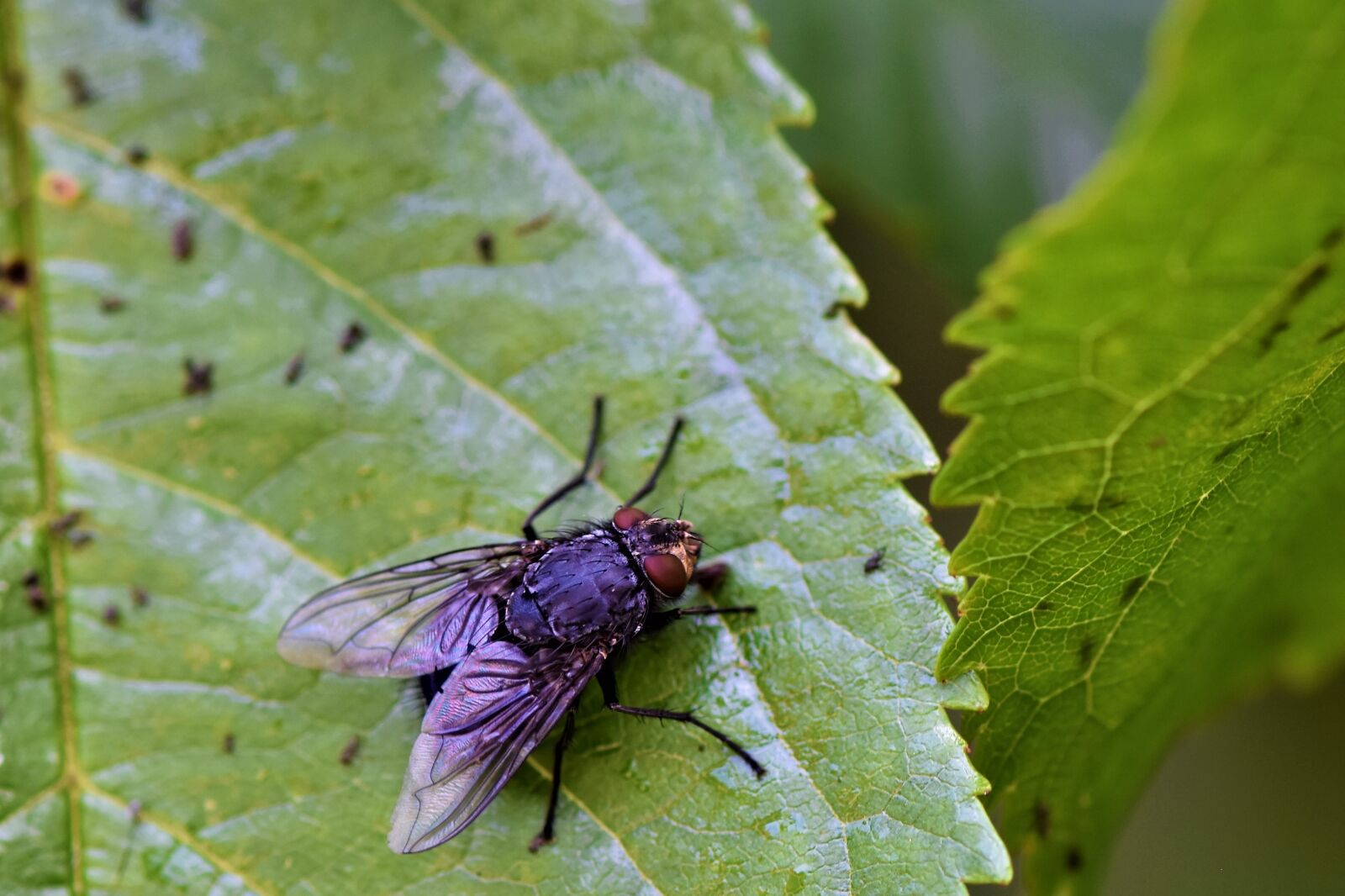 Nikon D7200 sample photo. Flying insect, fly, macro photography