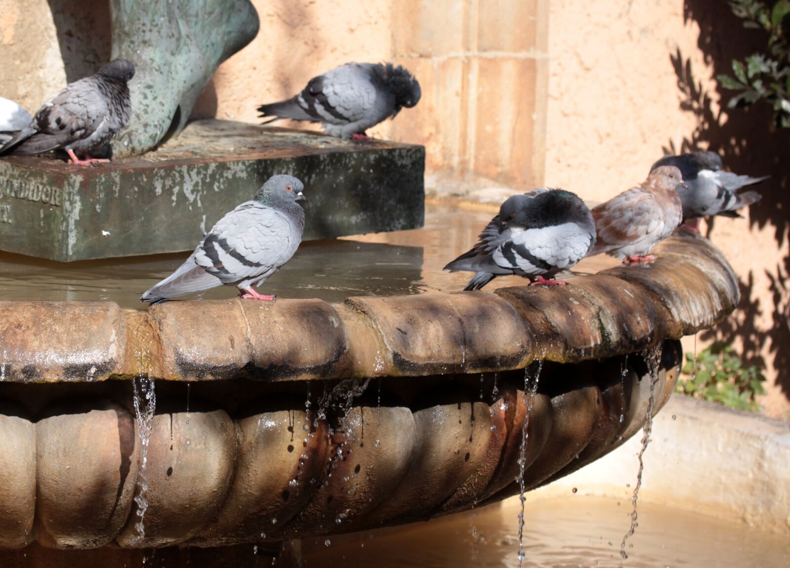 Canon EOS 700D (EOS Rebel T5i / EOS Kiss X7i) + Canon EF-S 60mm F2.8 Macro USM sample photo. Pigeons, drink, water photography