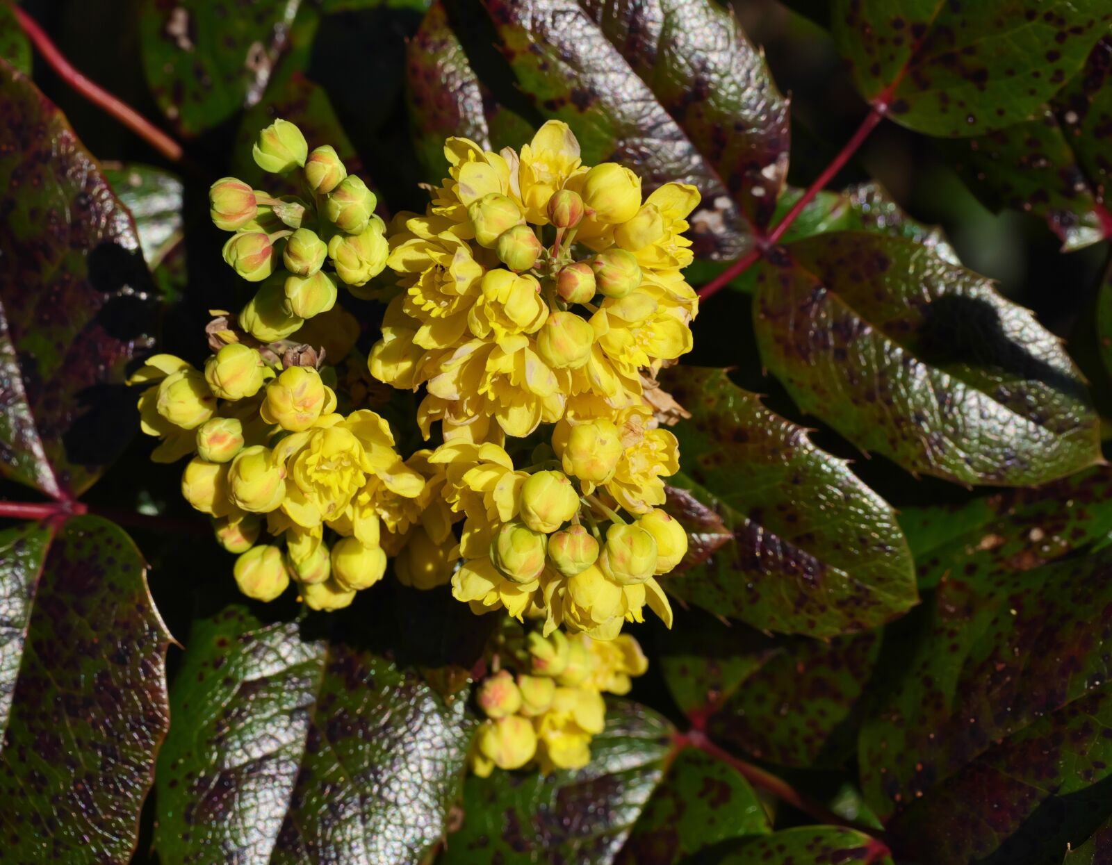 Panasonic Lumix DC-G9 sample photo. Early bloomer, yellow, flower photography