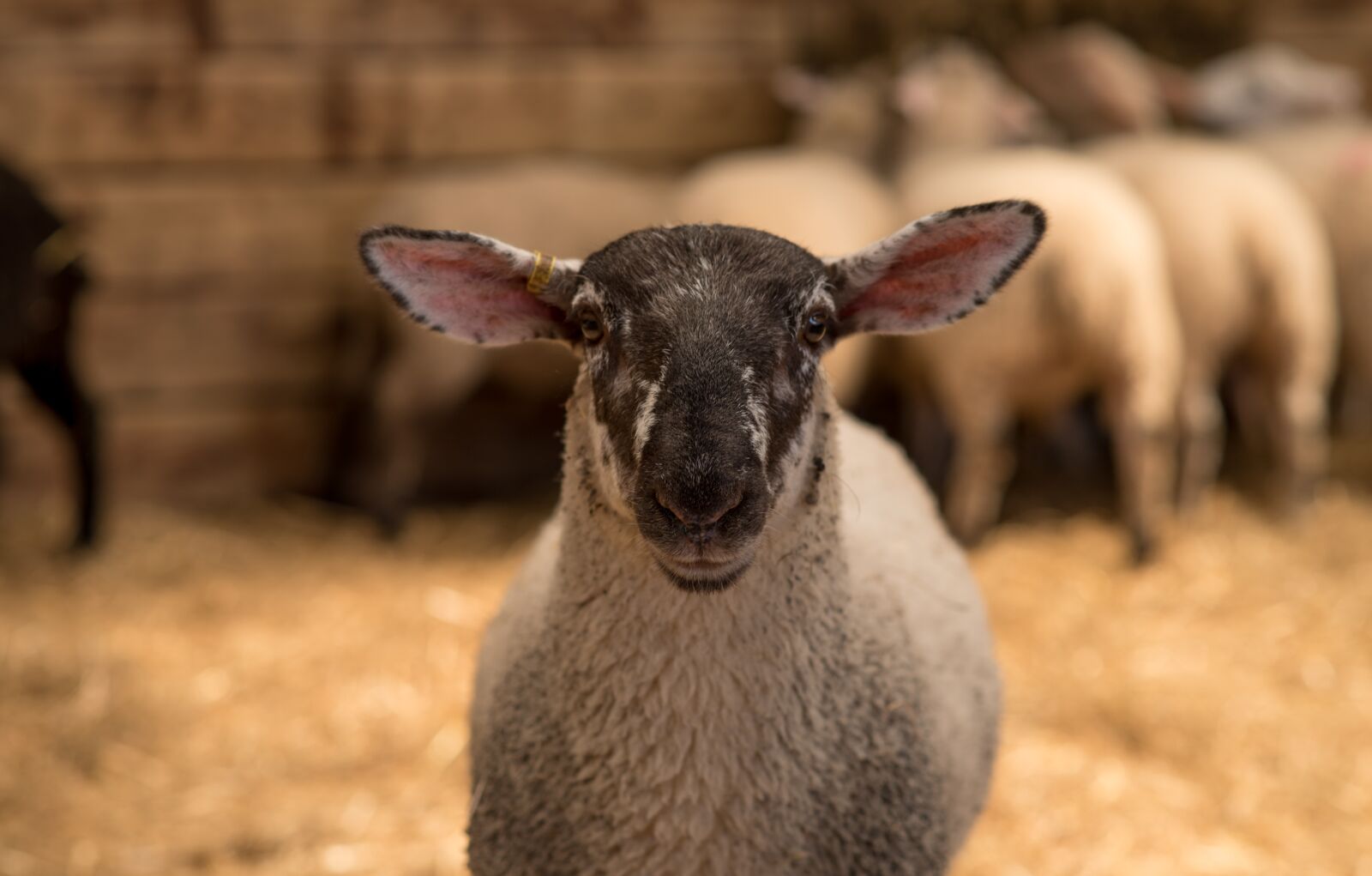 Nikon D750 sample photo. Sheep, animal, farm photography