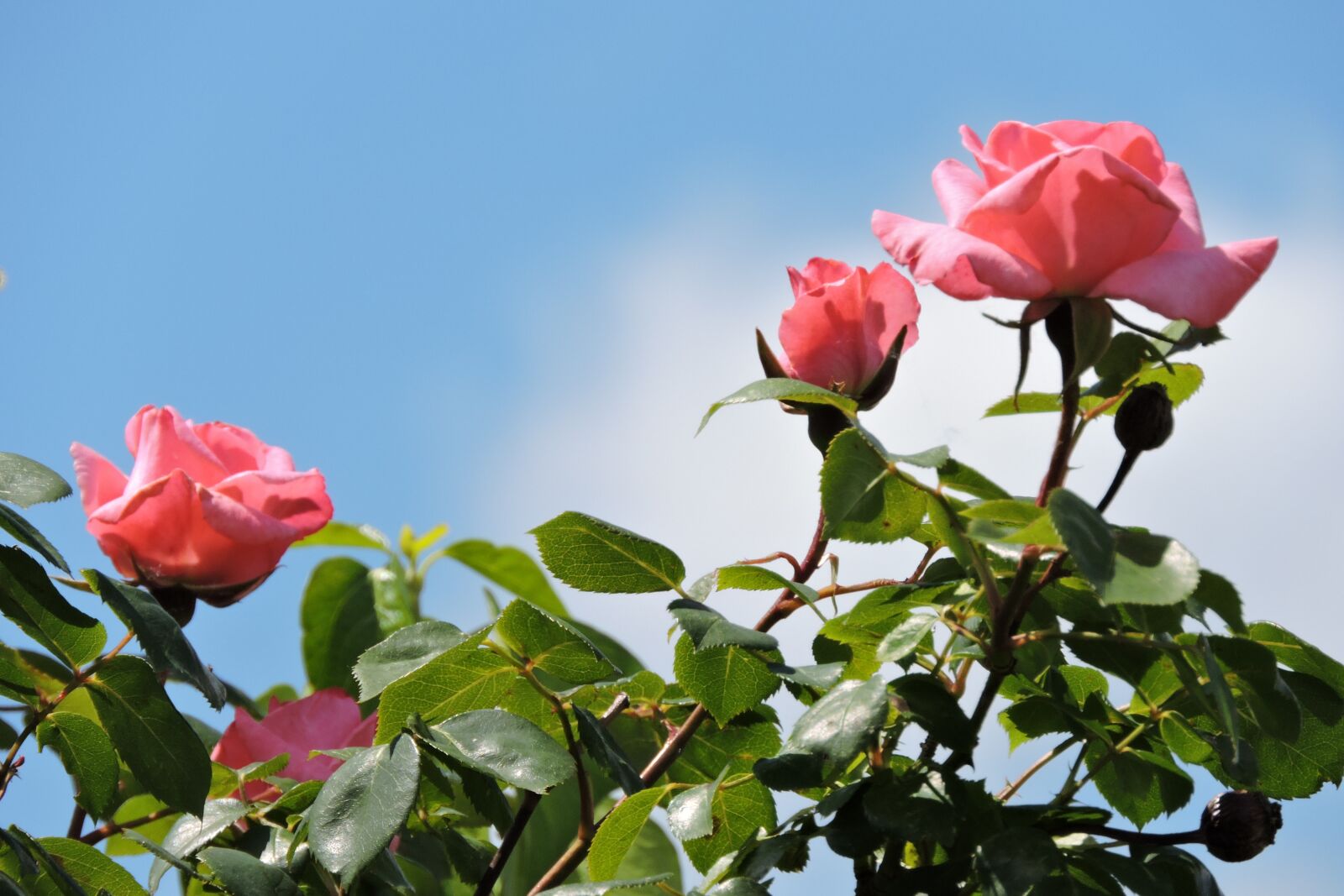 Nikon Coolpix P600 sample photo. Rose, roses, flower photography