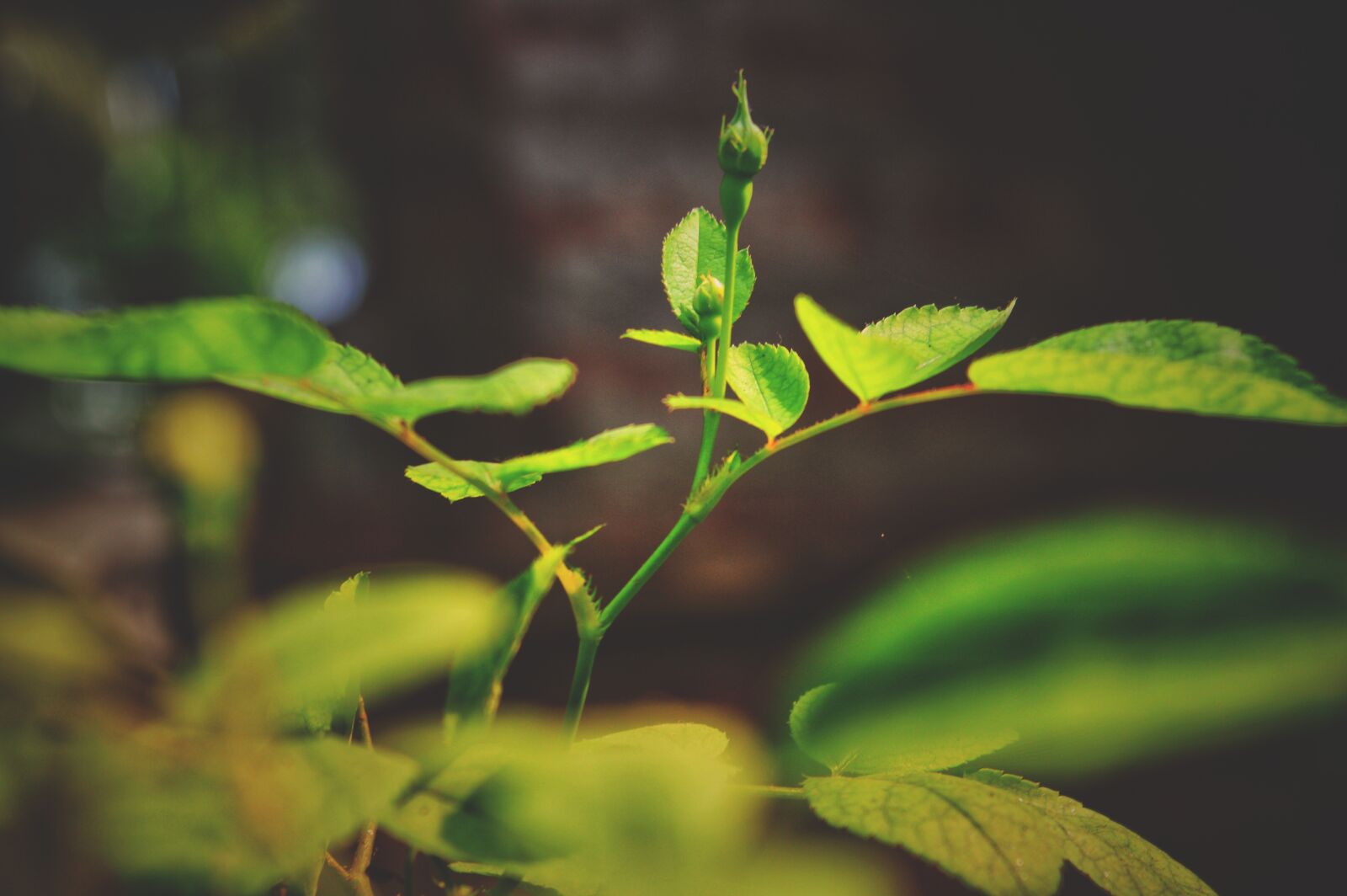 Nikon D3200 sample photo. Nature, tree, vintage photography